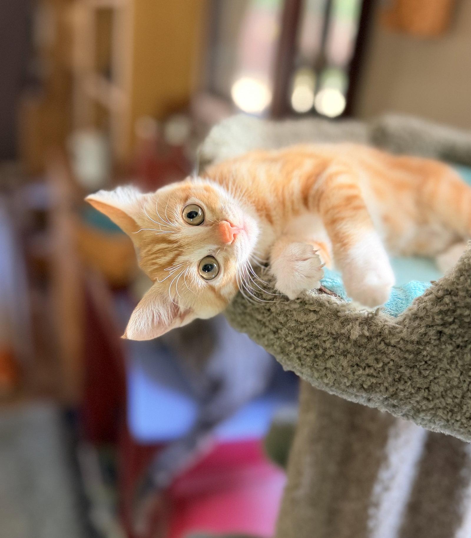 Poppy, Adopted, Young Female Domestic Short Hair.