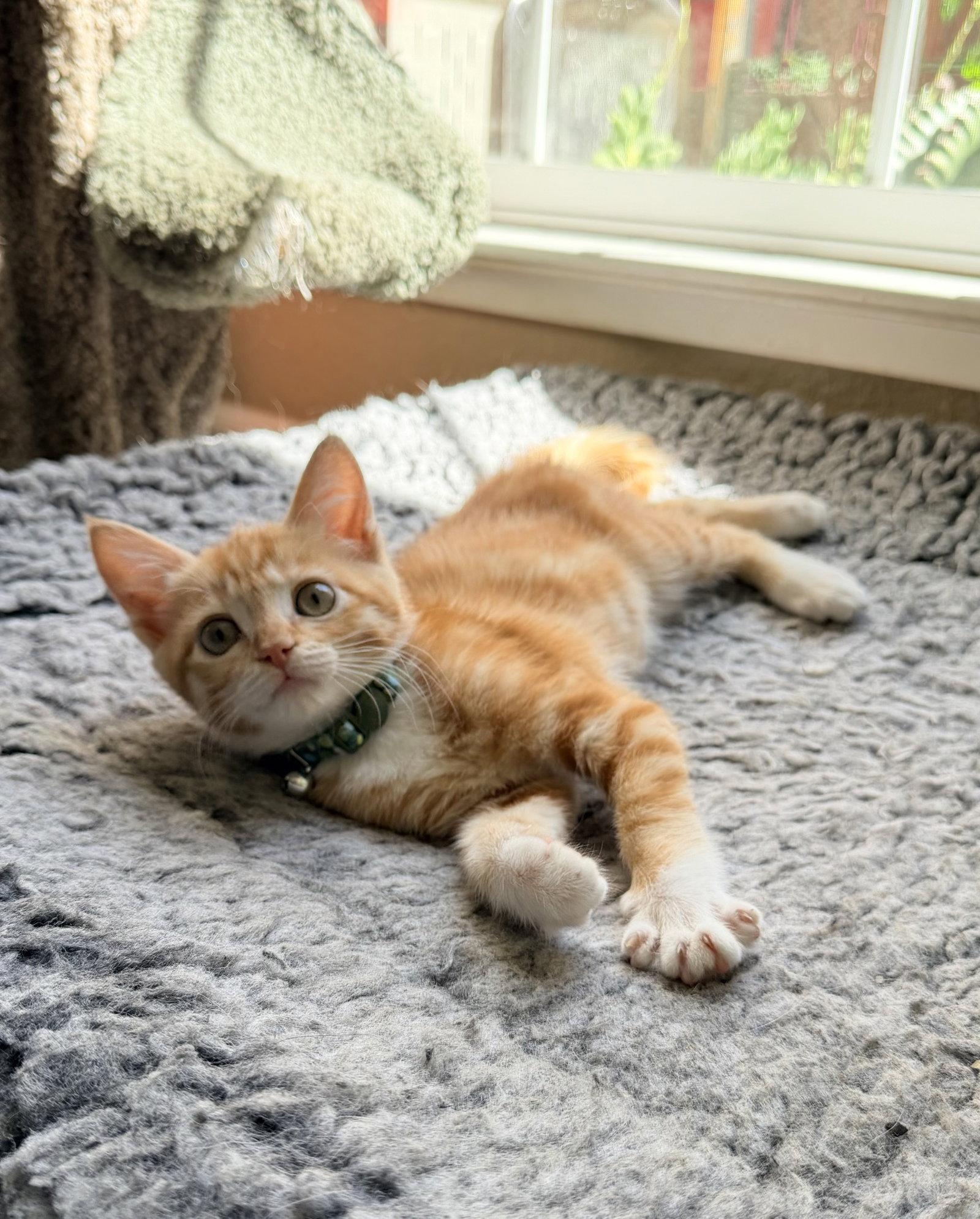 Poppy, a Adopted Domestic Short Hair in Davis, CA image 3/3