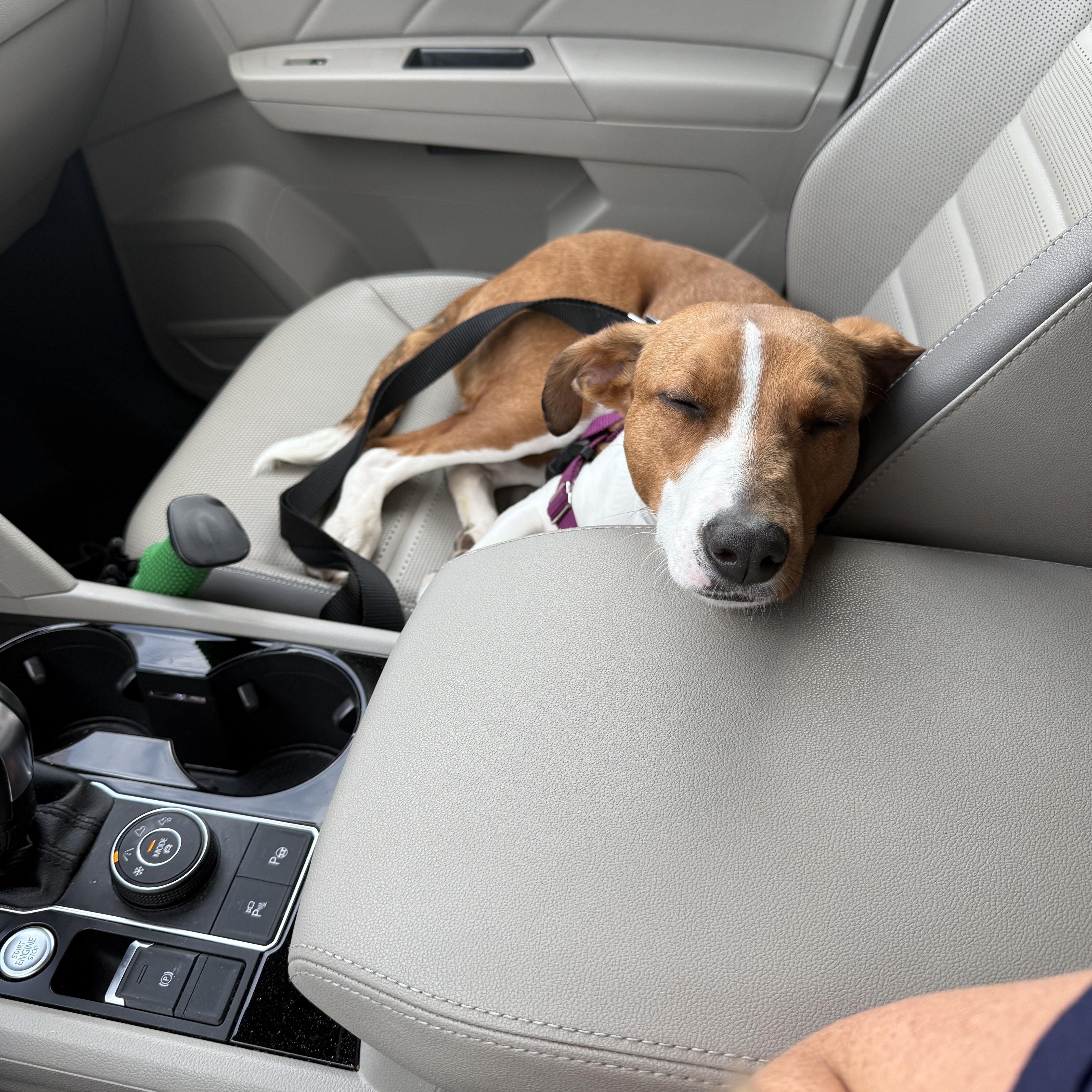Flo, ADOPTABLE, Adult Female American Foxhound.