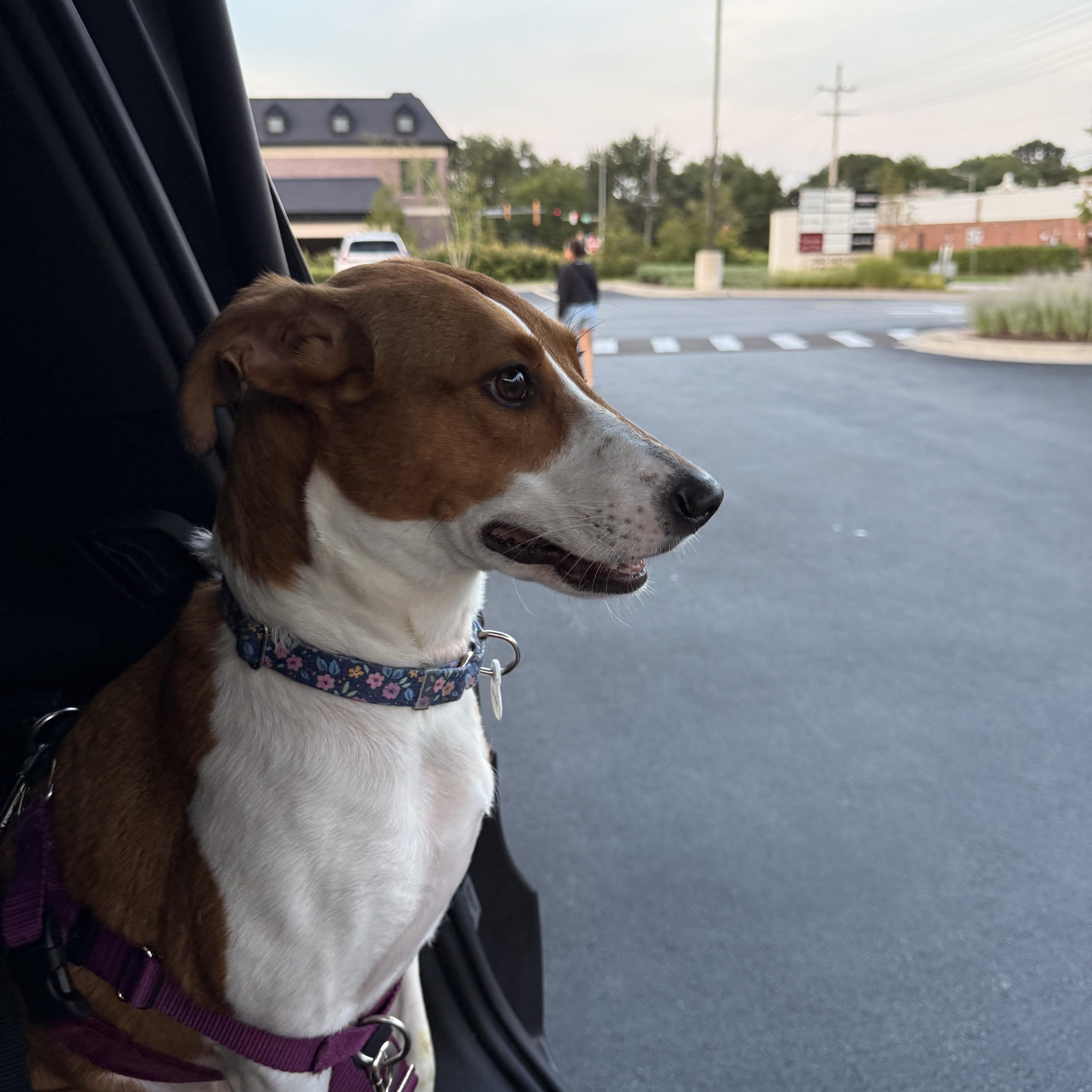 Enlarge Flo, a ADOPTABLE mixed breed in Plainfield, IL image 3/5