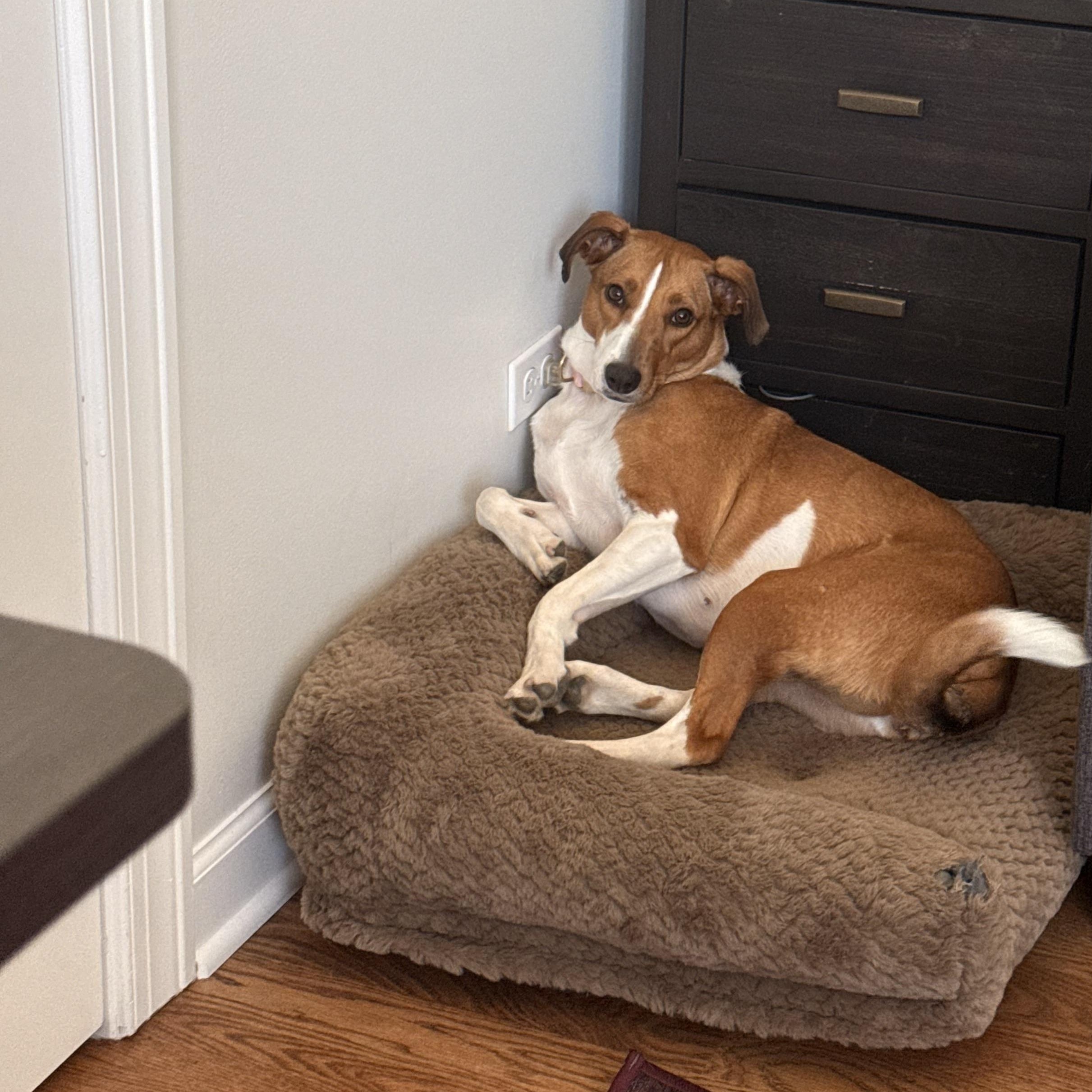 Enlarge Flo, a ADOPTABLE mixed breed in Plainfield, IL image 2/5