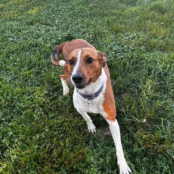 Flo, ADOPTABLE, Adult Female American Foxhound.