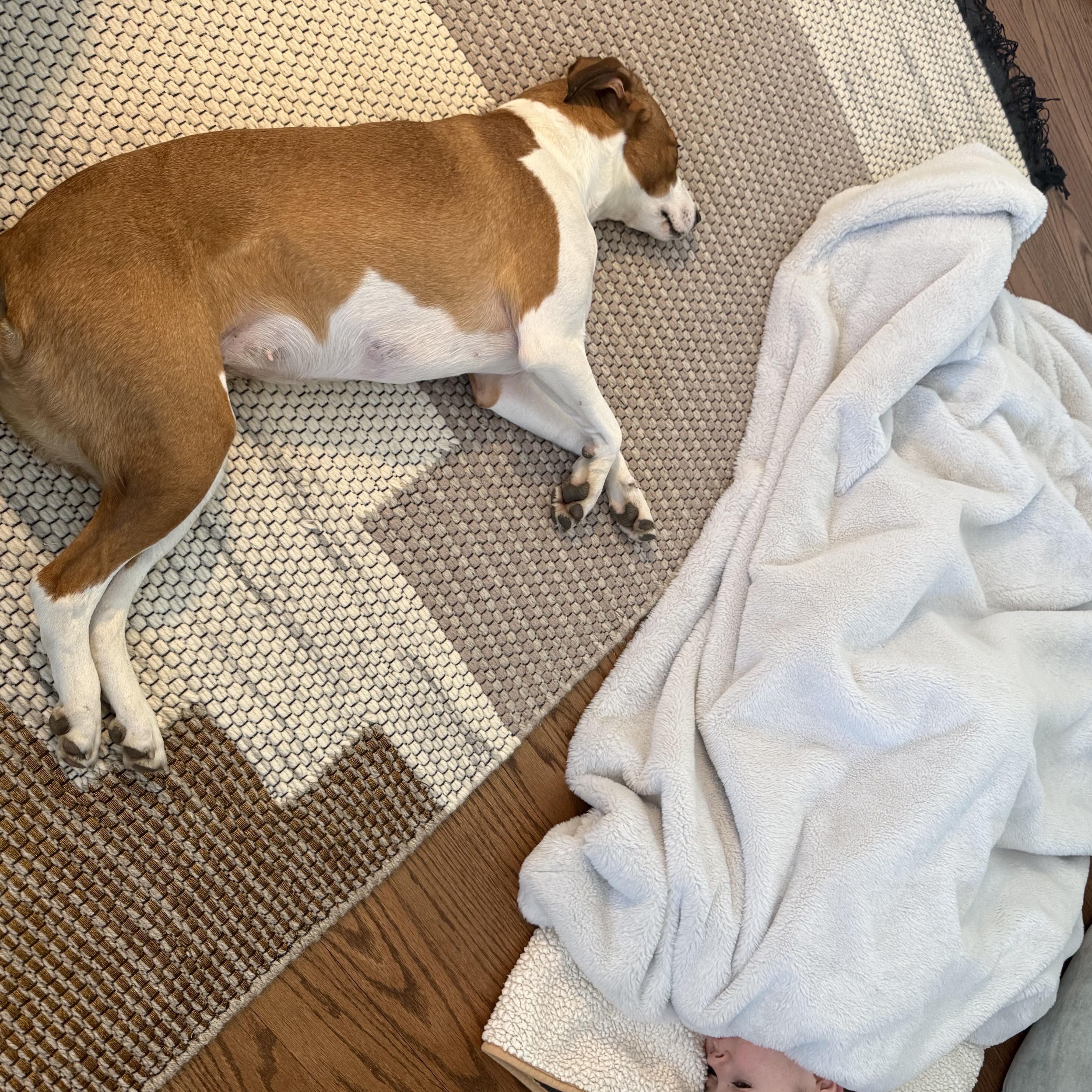 Enlarge Flo, a ADOPTABLE mixed breed in Plainfield, IL image 4/5