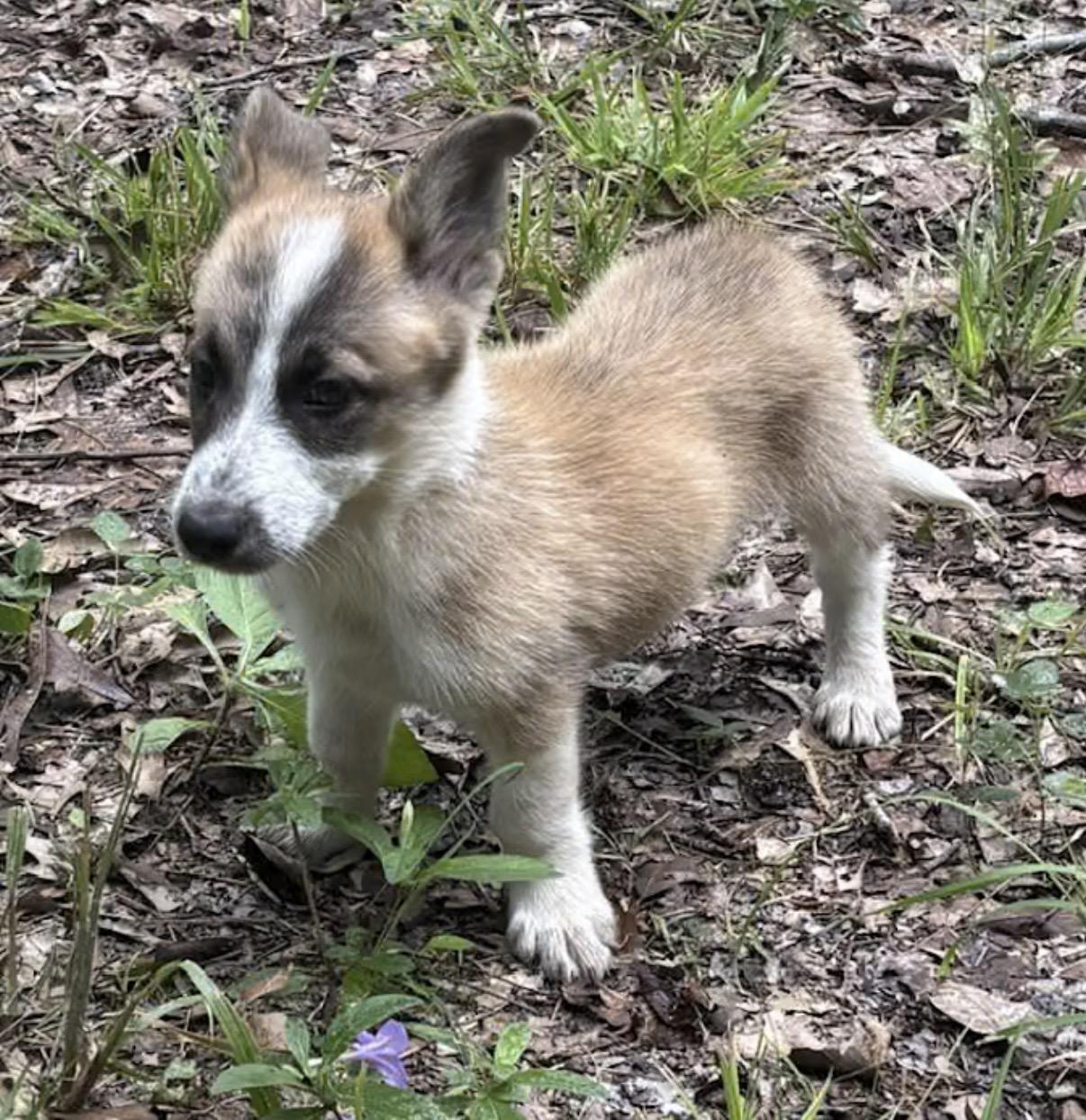 Daffy Duck, an adopted Corgi in Watertown, CT image 1/4