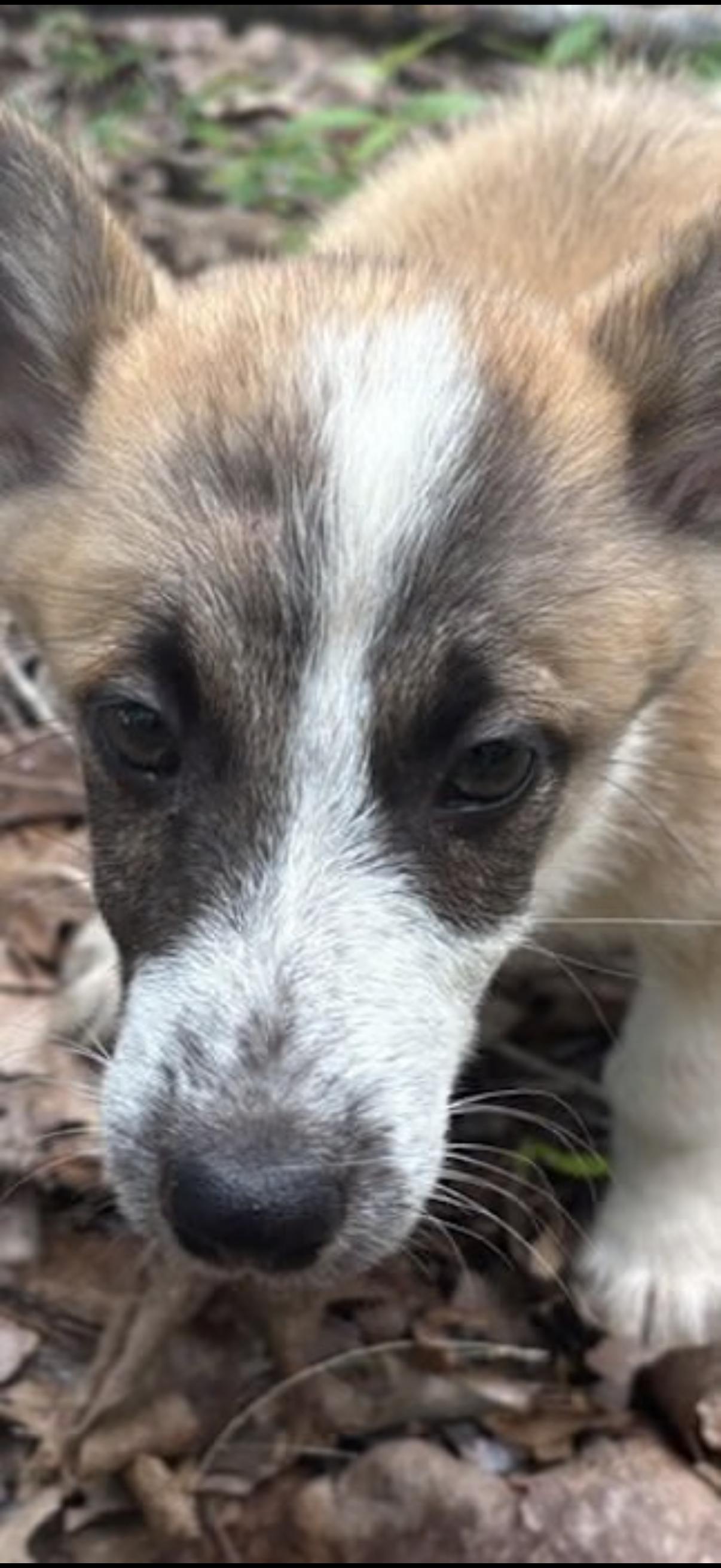 Daffy Duck, an adopted Corgi in Watertown, CT image 3/4