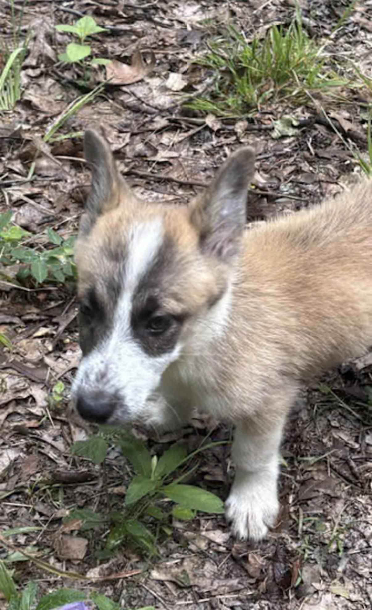 Daffy Duck, an adopted Corgi in Watertown, CT image 4/4