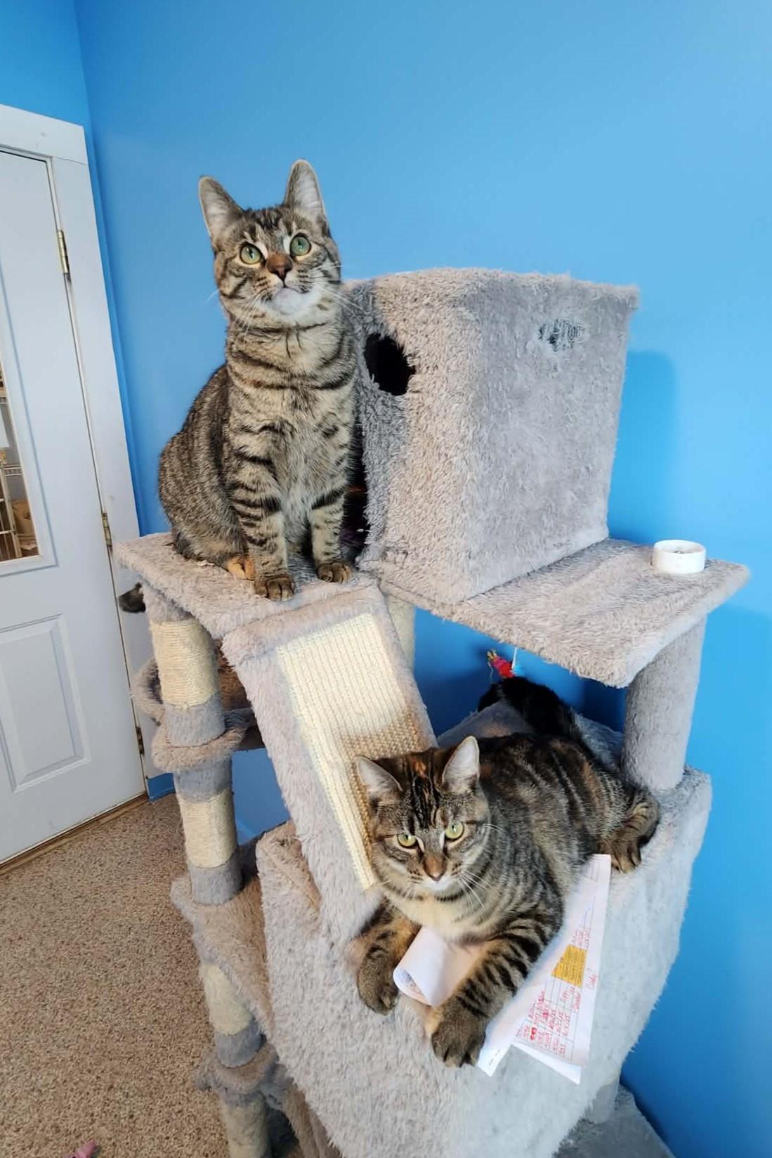 Enlarge Maggie & Stevie (Bonded), a ADOPTABLE Domestic Short Hair in Elizabeth, IL image 2/3