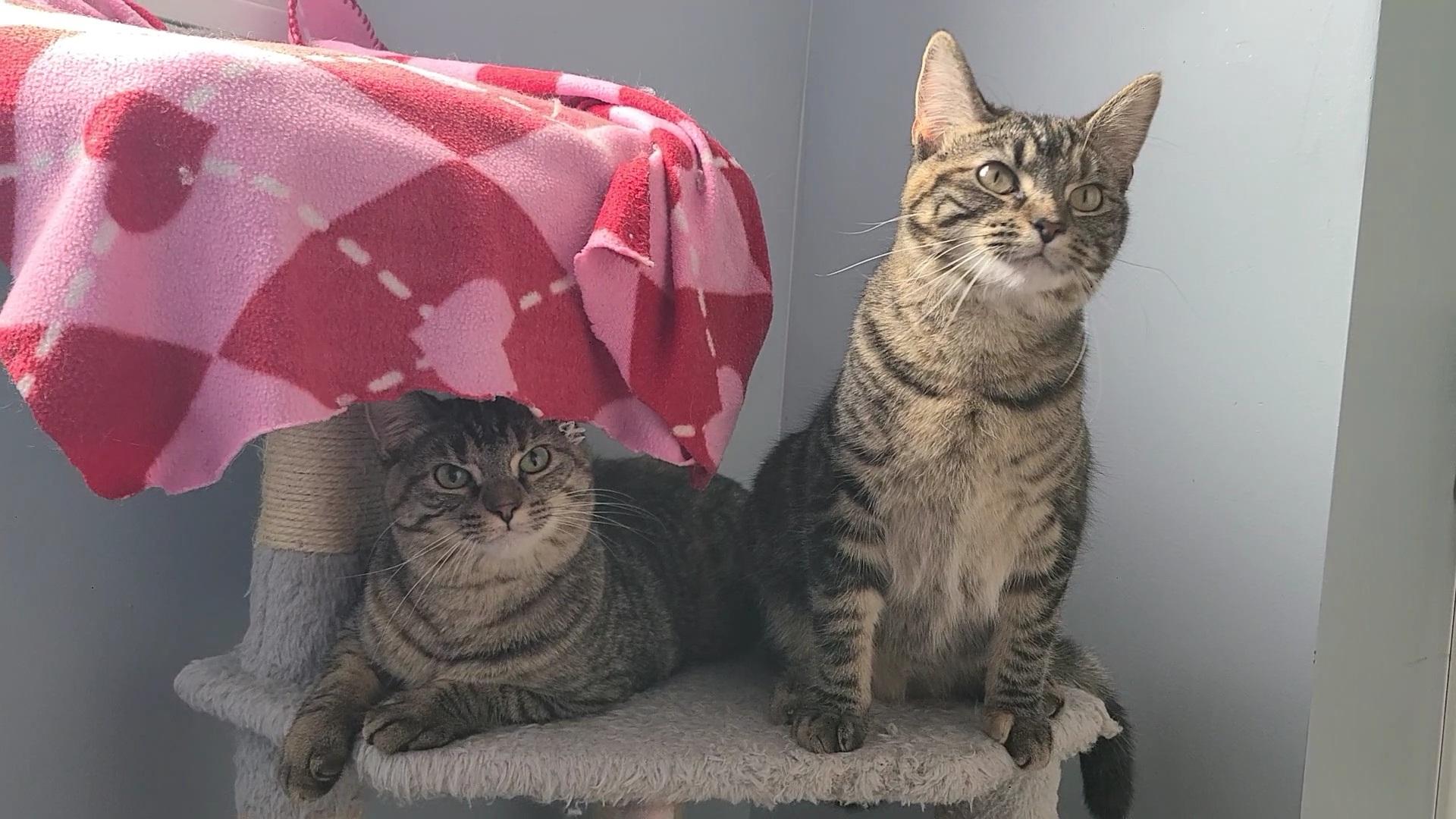 Enlarge Maggie & Stevie (Bonded), a ADOPTABLE Domestic Short Hair in Elizabeth, IL image 3/3