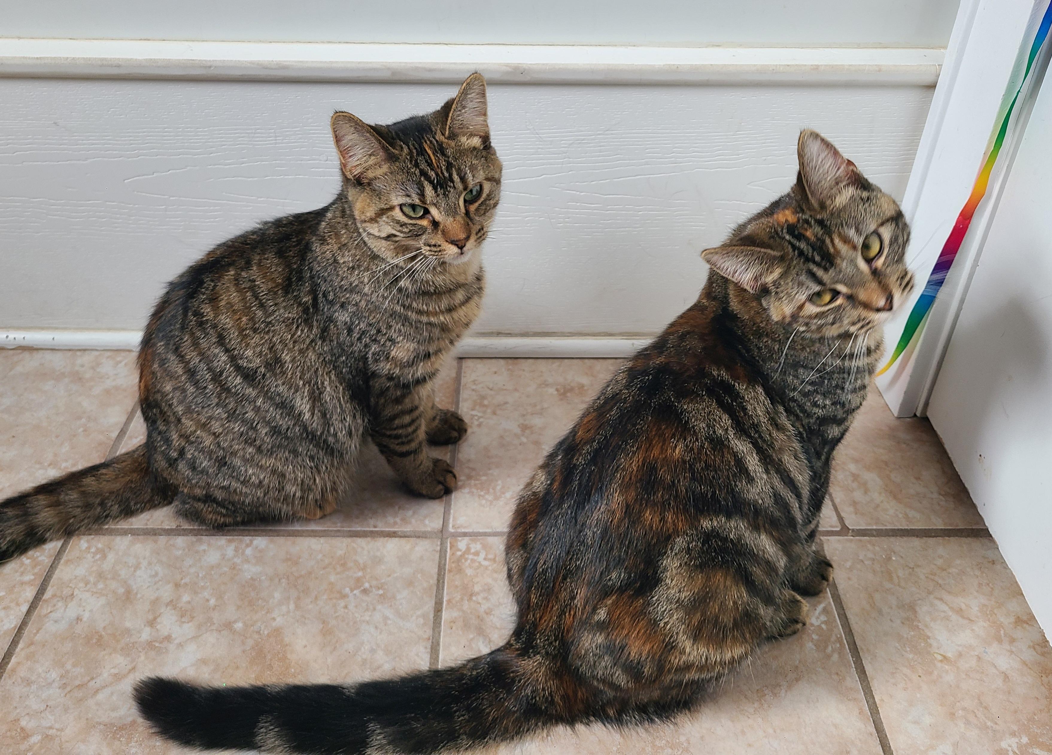 Enlarge Maggie & Stevie (Bonded), a ADOPTABLE Domestic Short Hair in Elizabeth, IL image 1/3