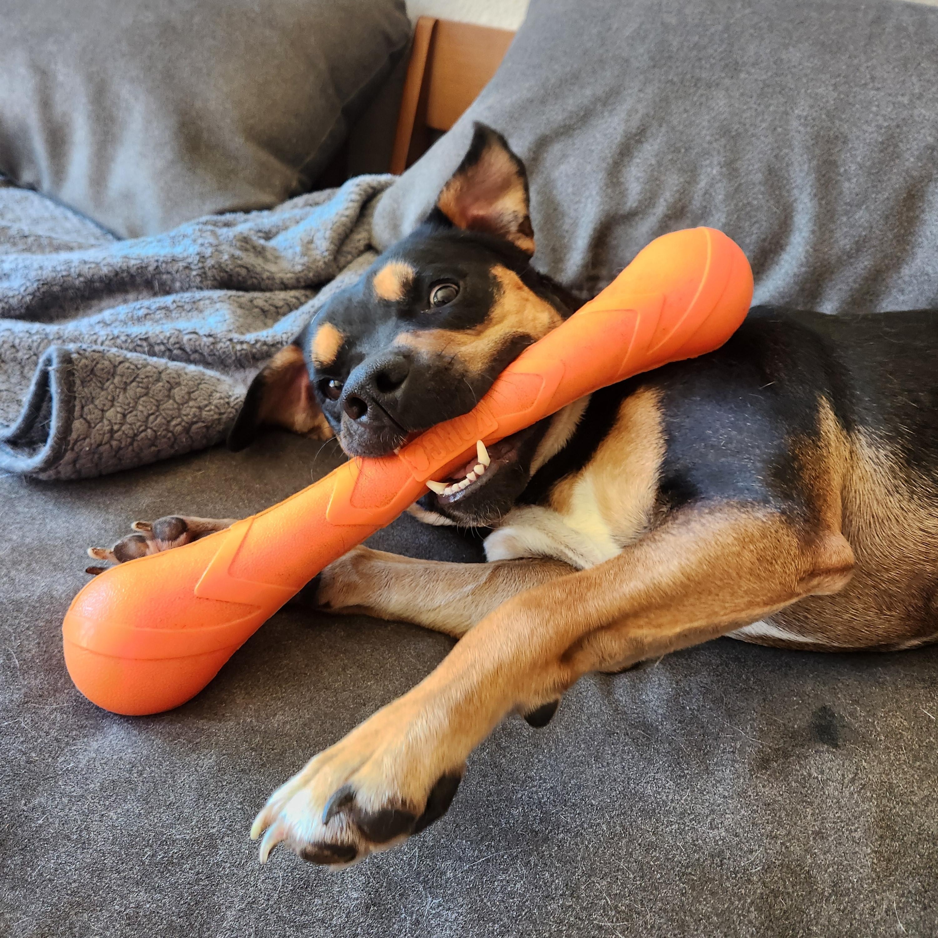 Enlarge Moose, a Adoptable mixed breed in Killeen, TX image 2/5