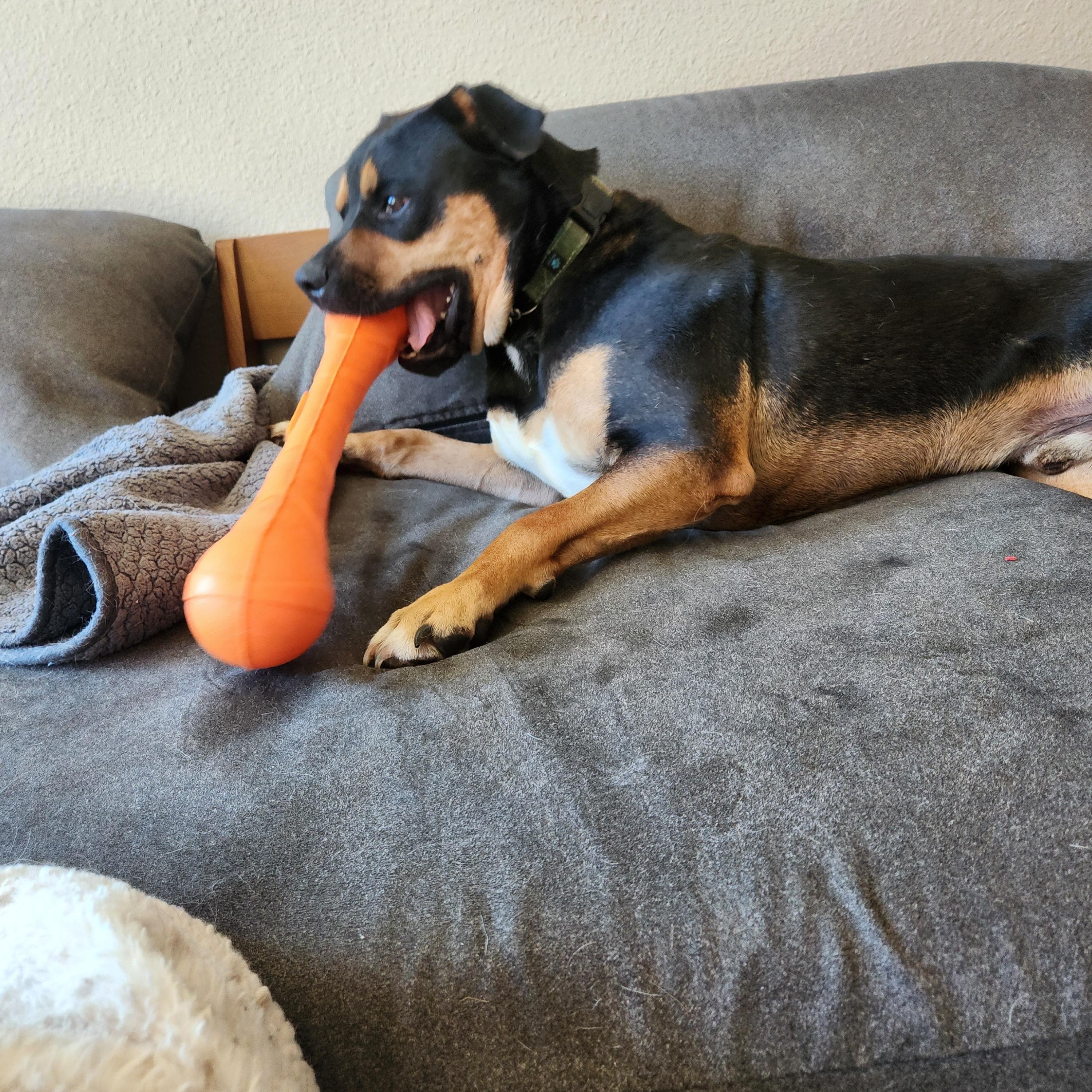 Enlarge Moose, a Adoptable mixed breed in Killeen, TX image 5/5