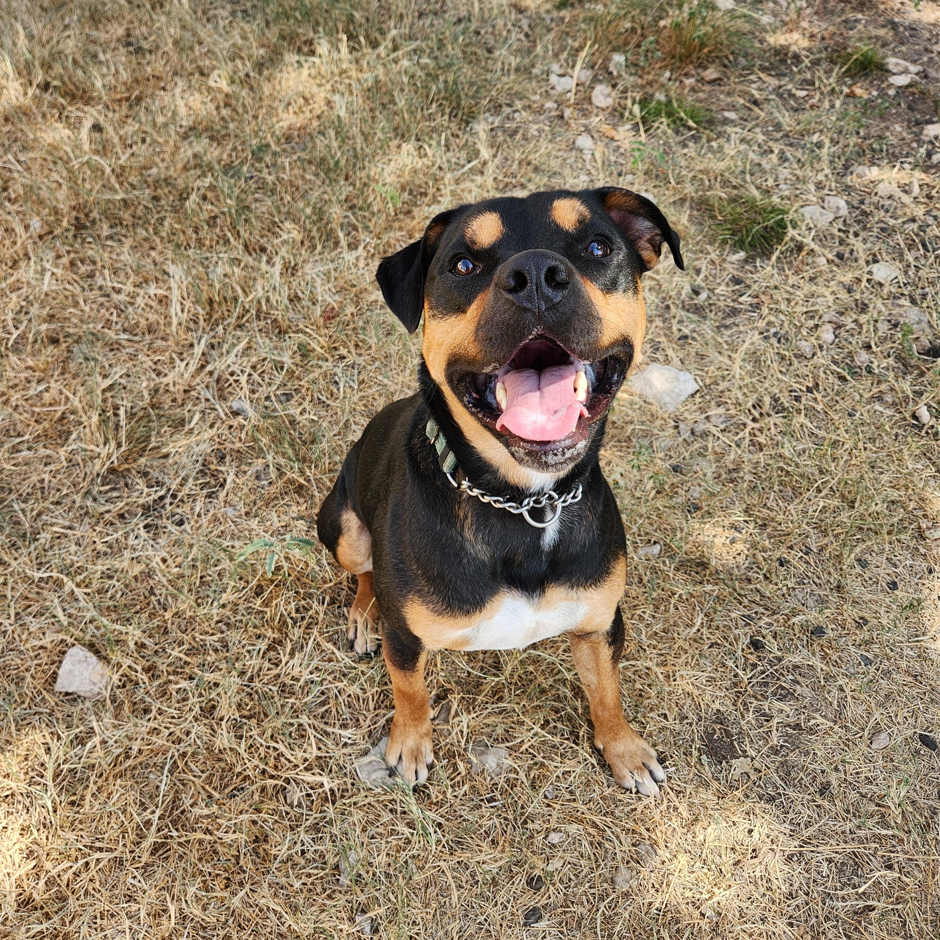 Enlarge Moose, a Adoptable mixed breed in Killeen, TX image 3/5