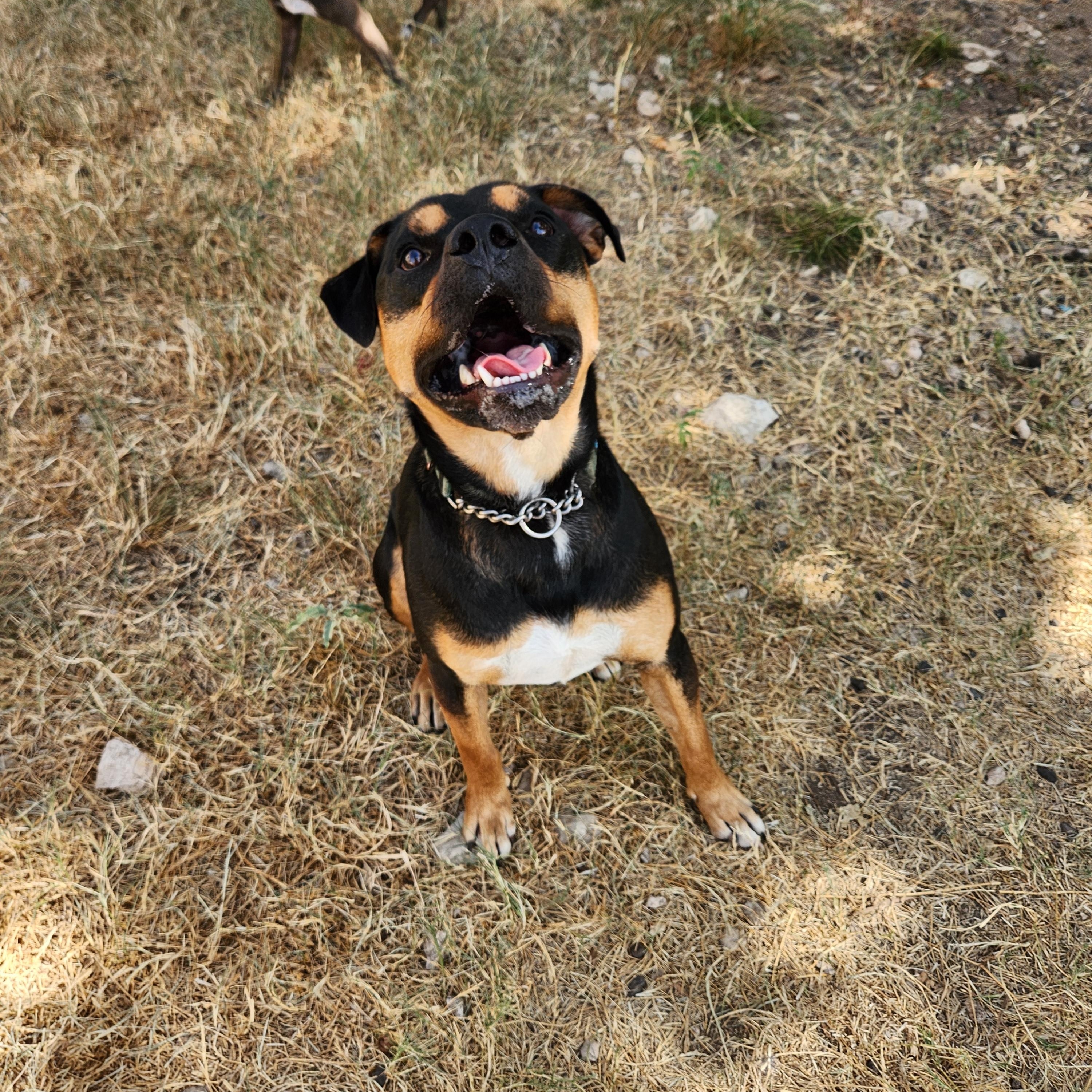 Enlarge Moose, a Adoptable mixed breed in Killeen, TX image 4/5