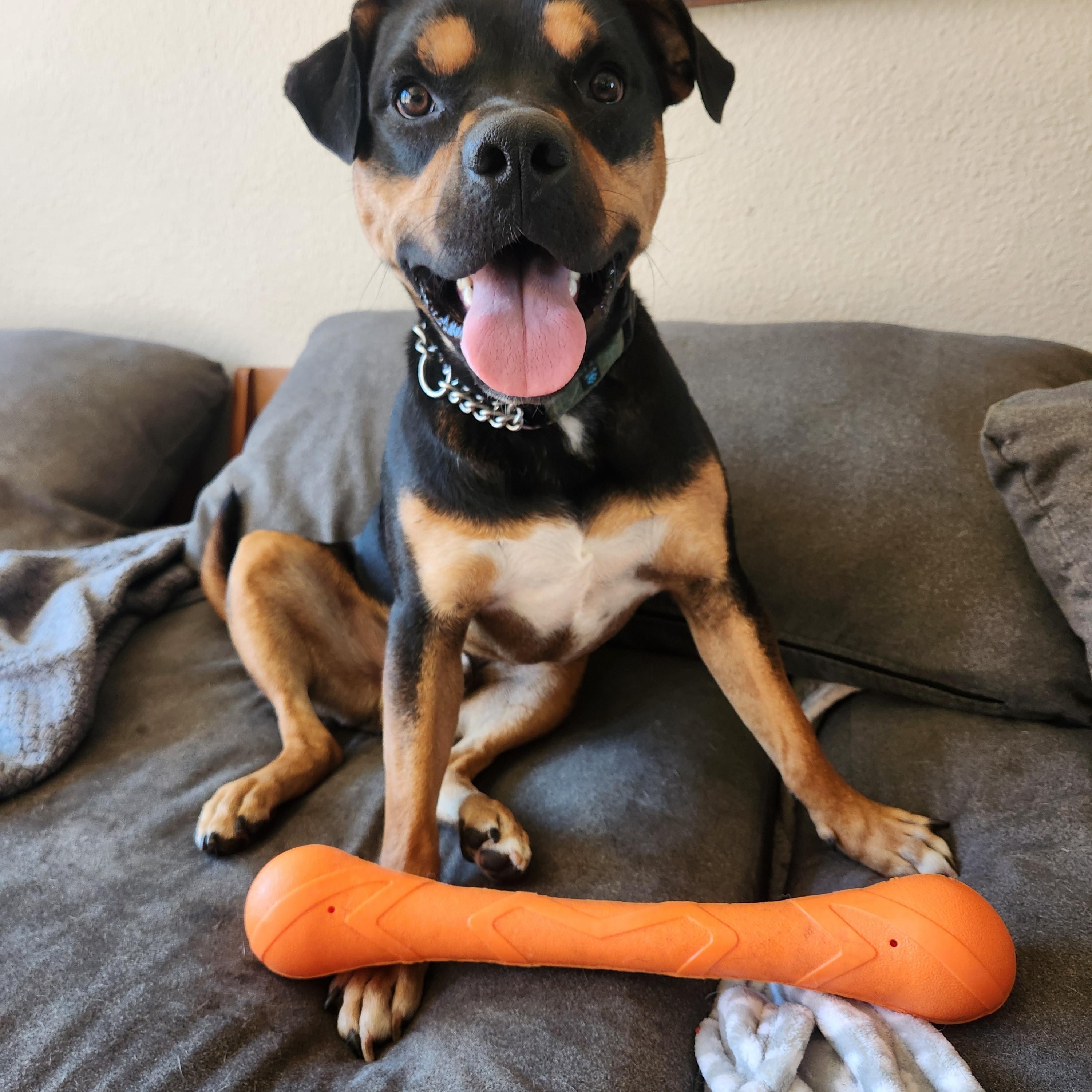 Moose, Adoptable, Adult Male Pit Bull Terrier.