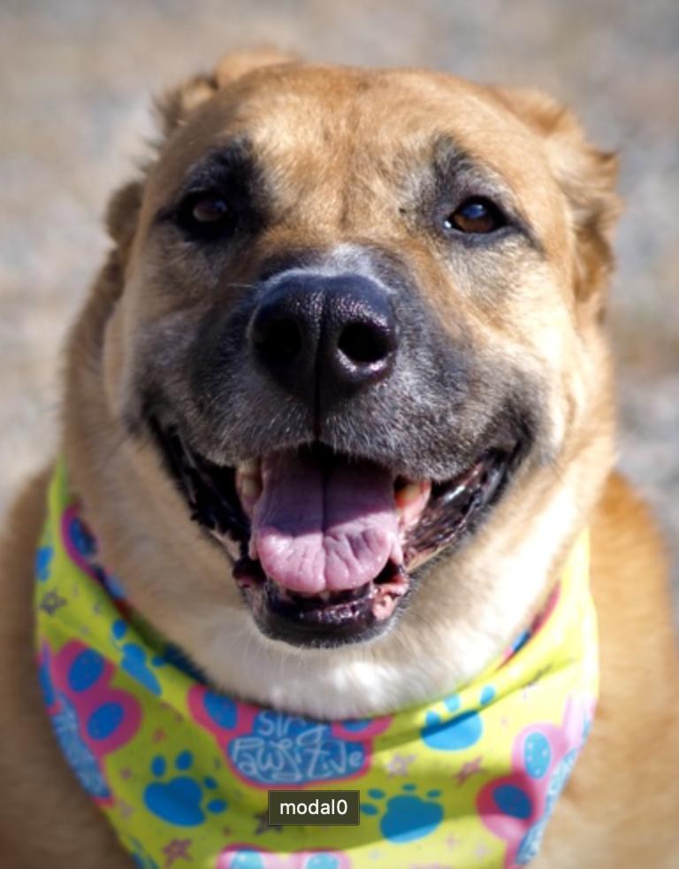 Enlarge Tipsy, an adopted Shepherd in Buena Vista, CO image 3/3