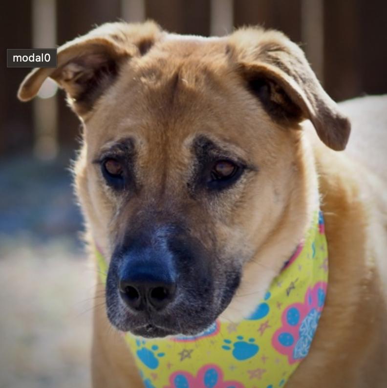 Enlarge Tipsy, an adopted Shepherd in Buena Vista, CO image 2/3
