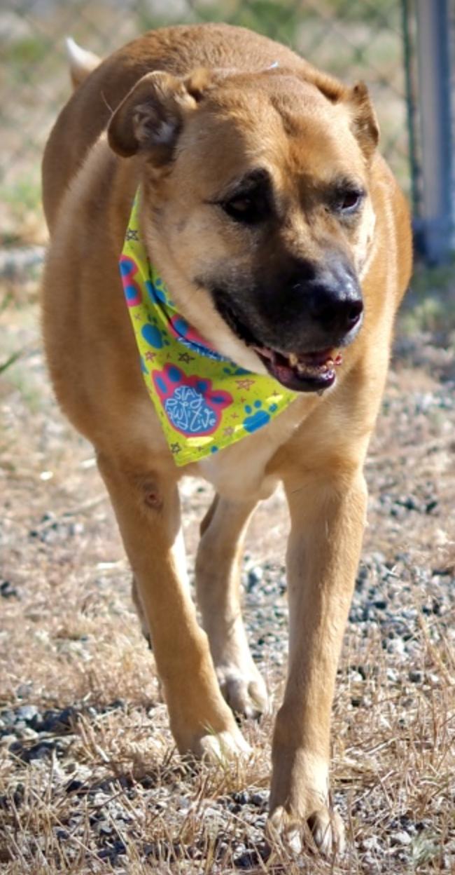 Enlarge Tipsy, an adopted Shepherd in Buena Vista, CO image 1/3