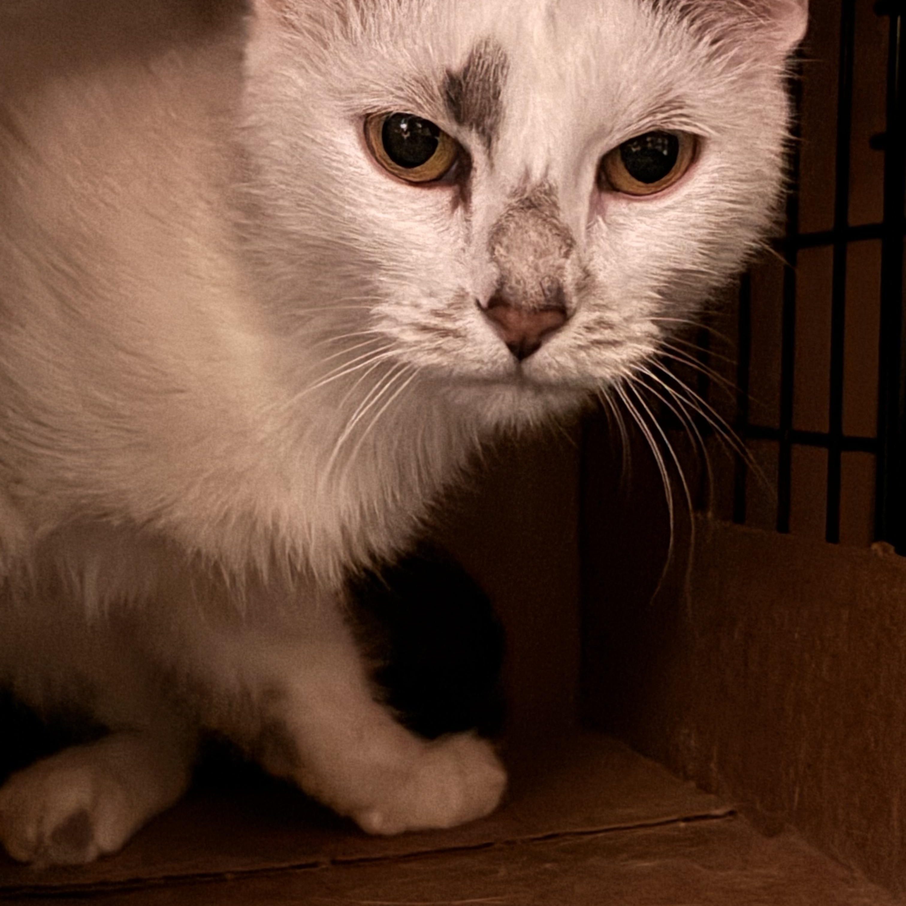 Enlarge RYAN, a Adoptable Domestic Short Hair in Pittsburgh, PA image 2/3
