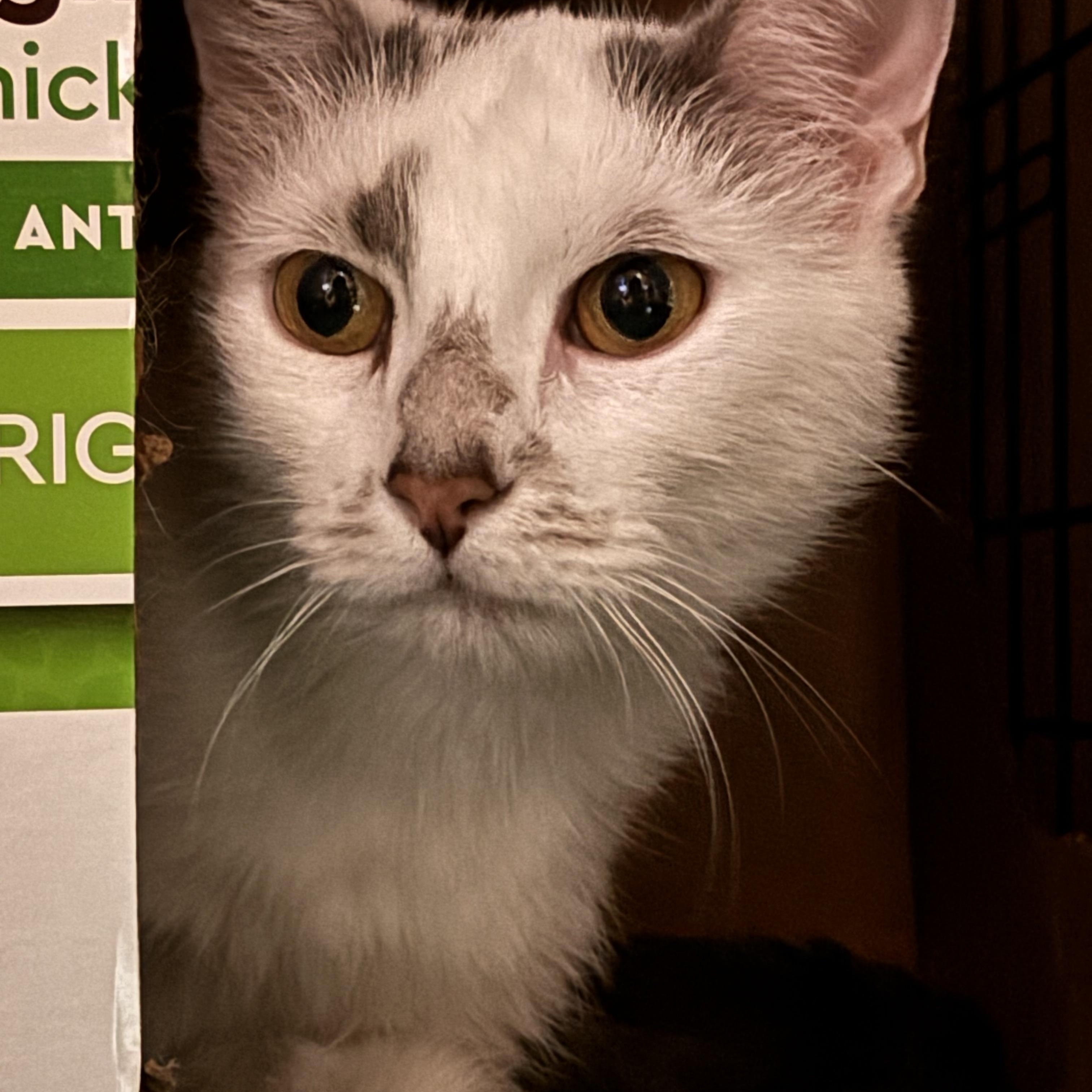 Enlarge RYAN, a Adoptable Domestic Short Hair in Pittsburgh, PA image 3/3