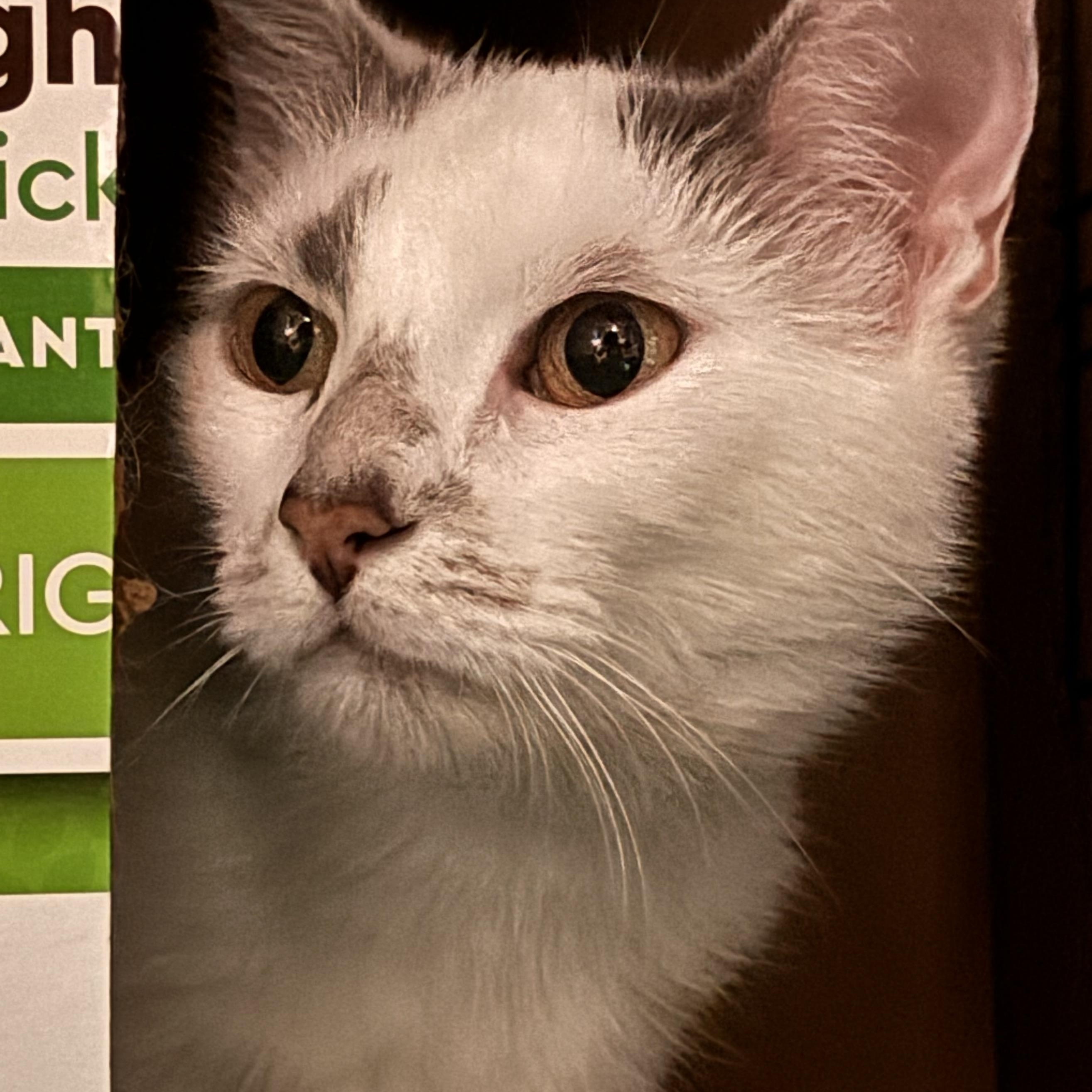 RYAN, Adoptable, Adult Female Domestic Short Hair.