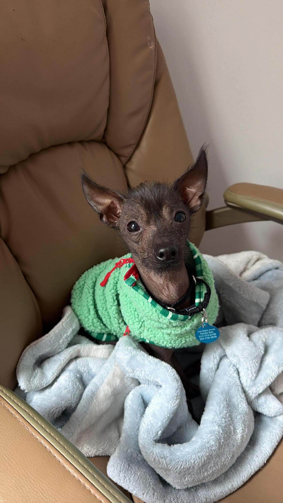 Enlarge Gremlin, a Adoptable mixed breed in Brooklyn, NY image 3/6