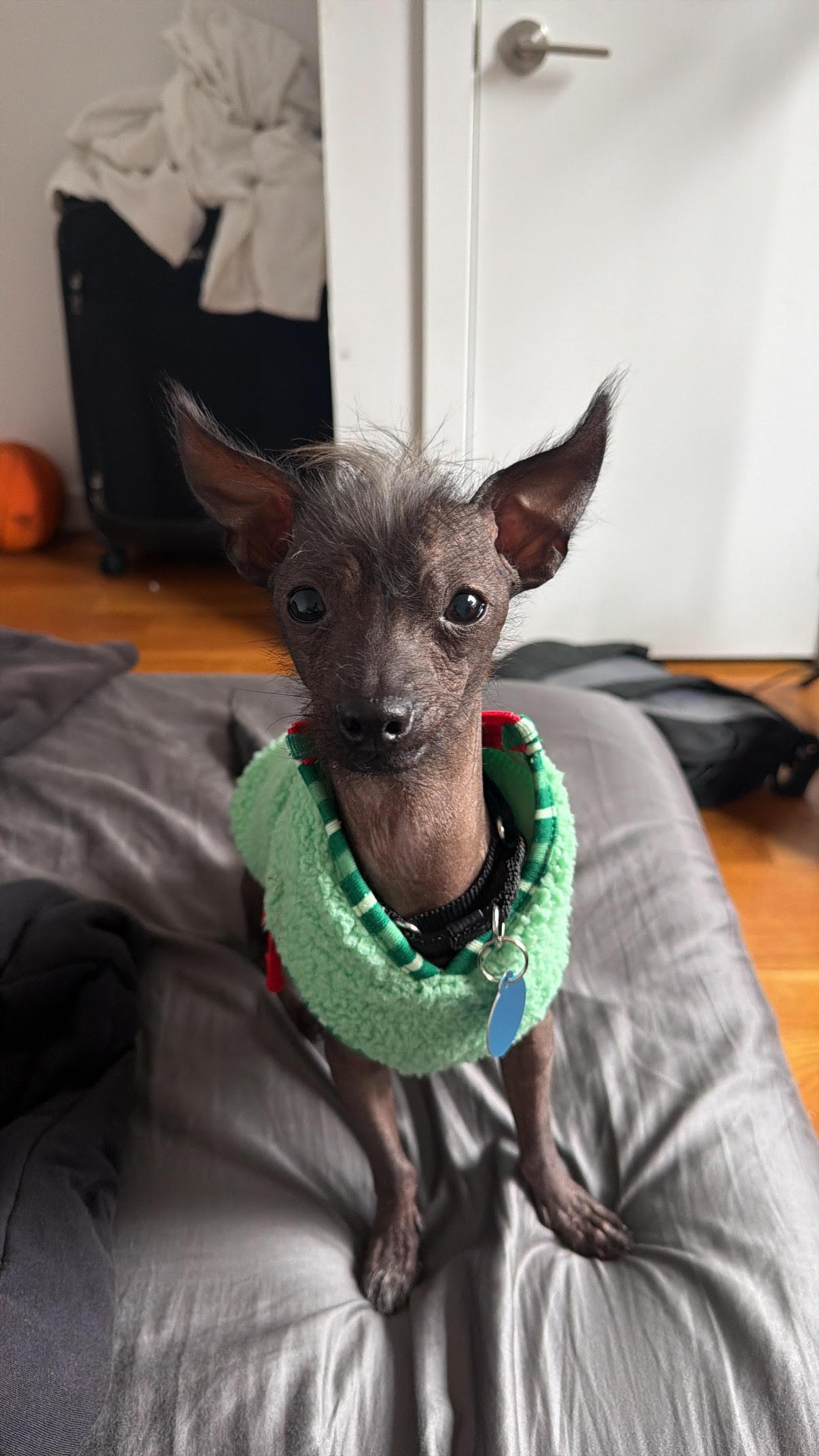 Gremlin, Adoptable, Adult Male Xoloitzcuintli / Mexican Hairless.