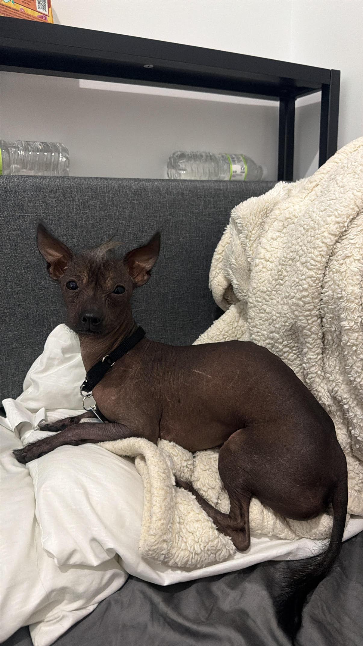 Enlarge Gremlin, a Adoptable mixed breed in Brooklyn, NY image 5/6
