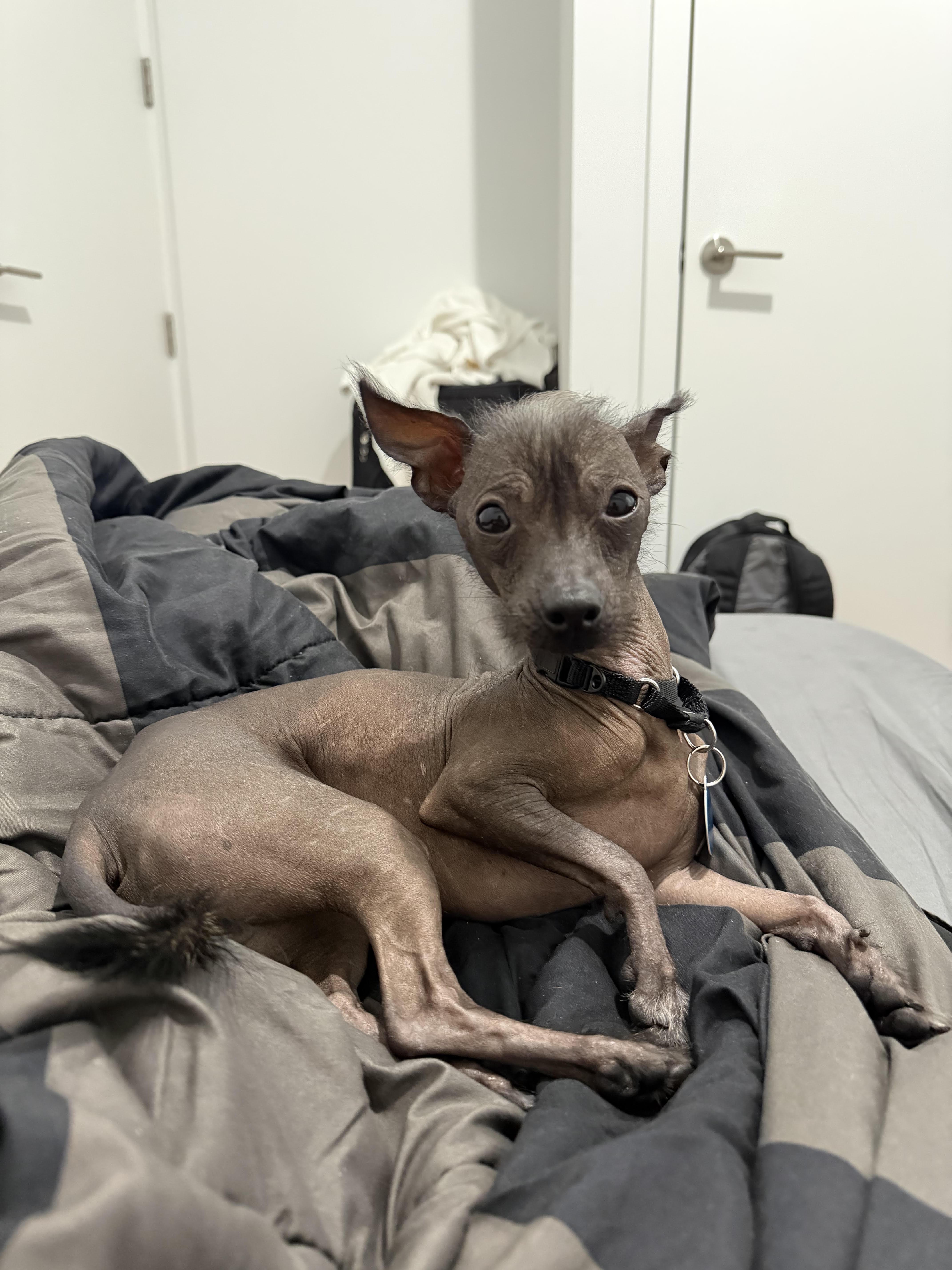 Enlarge Gremlin, a Adoptable mixed breed in Brooklyn, NY image 6/6