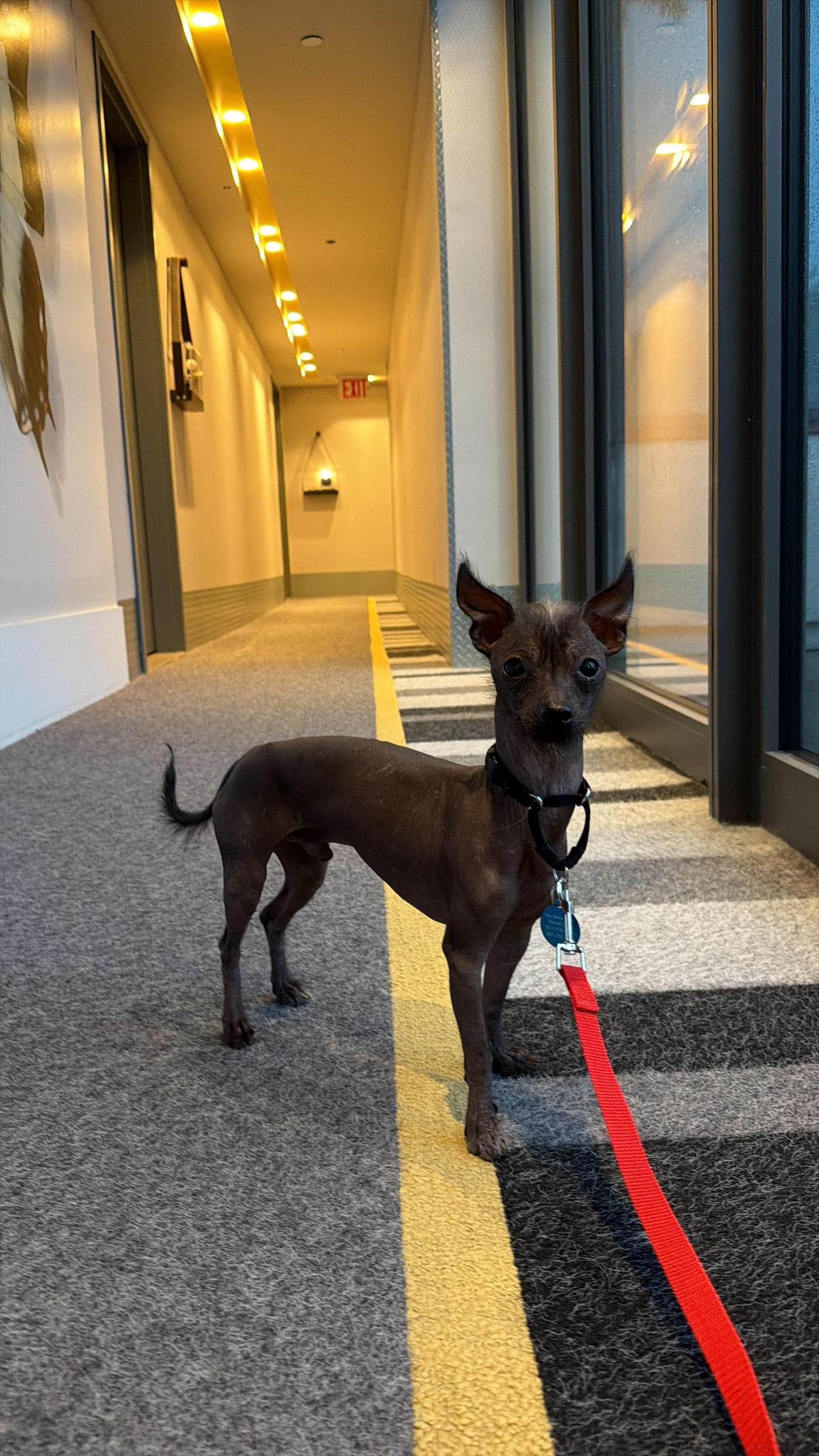 Enlarge Gremlin, a Adoptable mixed breed in Brooklyn, NY image 2/6