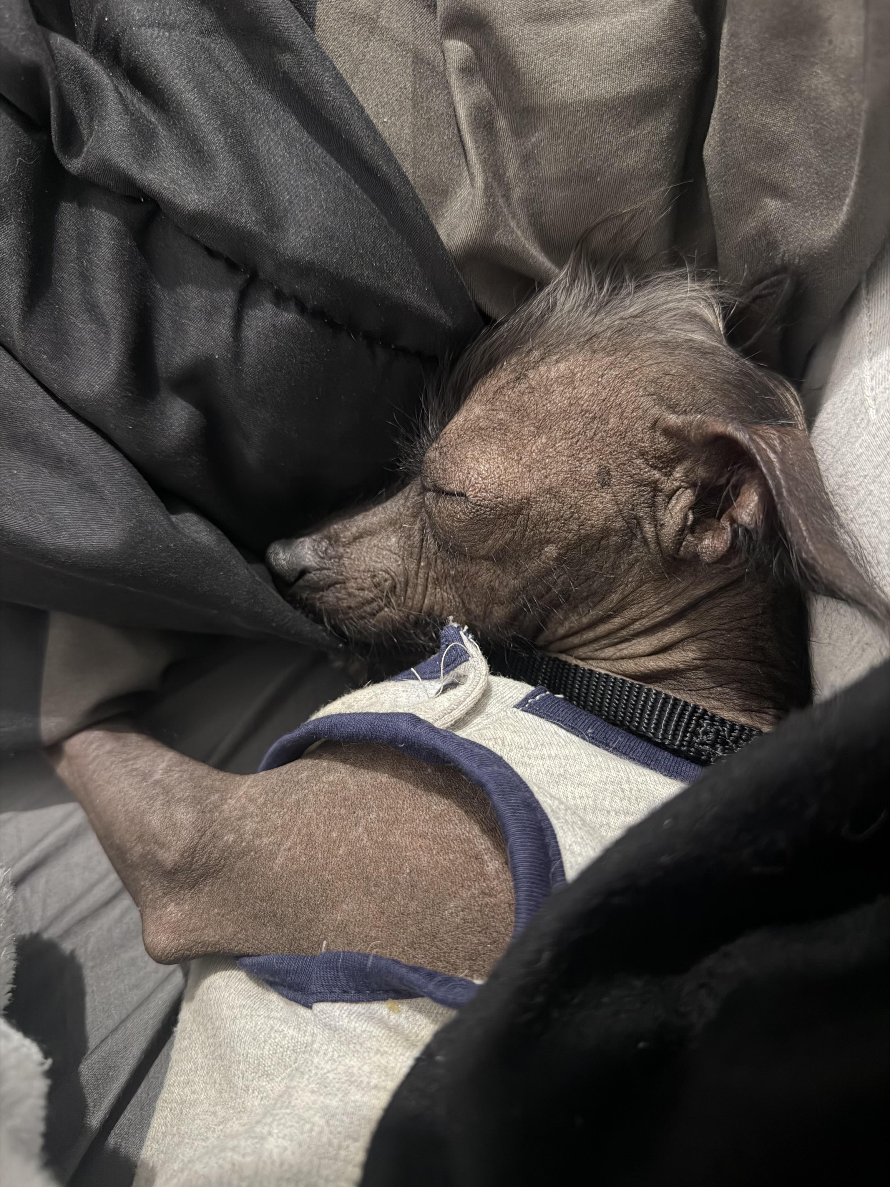 Enlarge Gremlin, a Adoptable mixed breed in Brooklyn, NY image 4/6