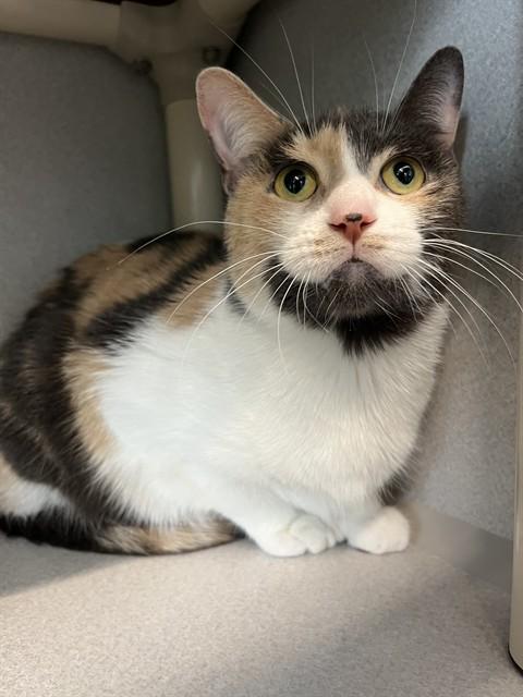 REGAL, Adoptable, Adult Female Domestic Short Hair.