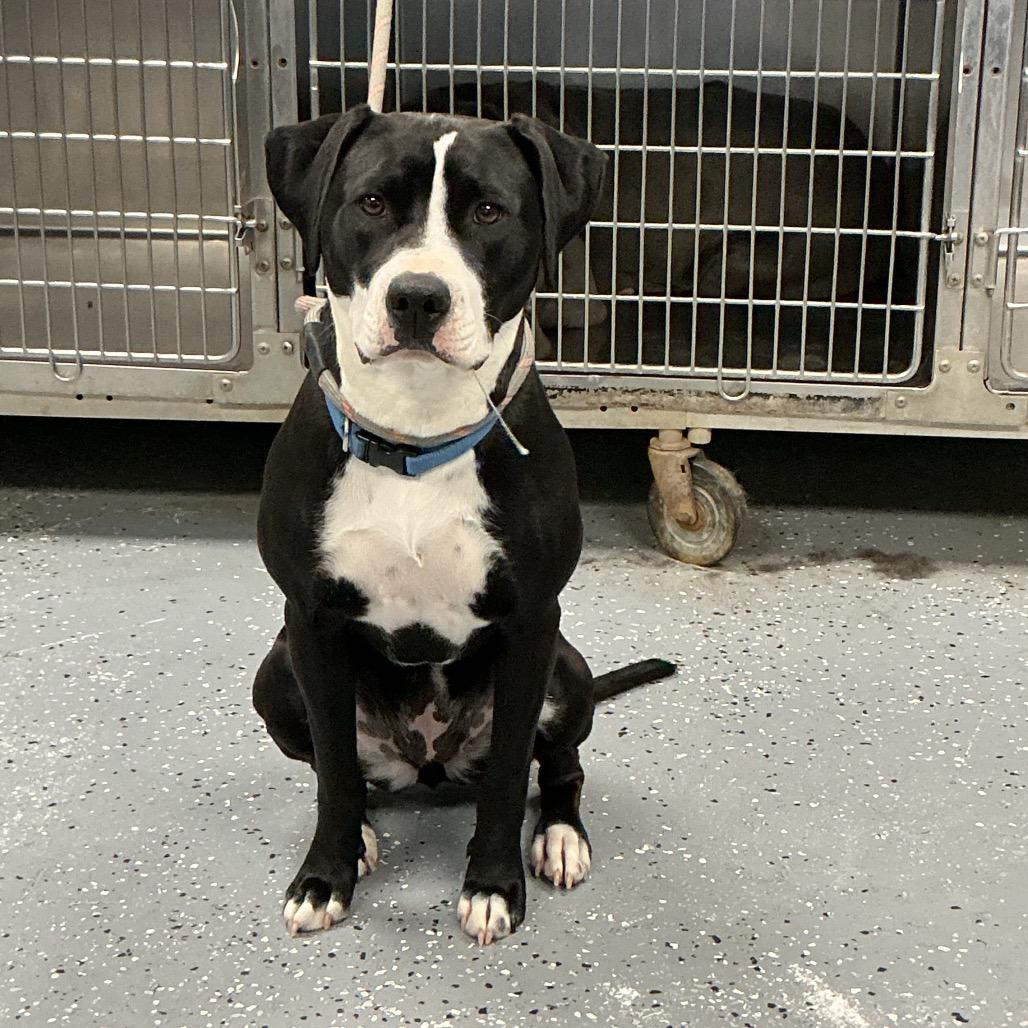 Dr. Santos, Adoptable, Young Female Mixed Breed & Mixed Breed.