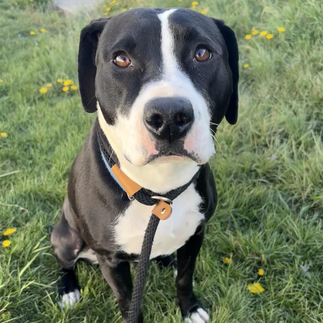 Enlarge Dr. Santos, a Adoptable mixed breed in St Joseph, MO image 2/5