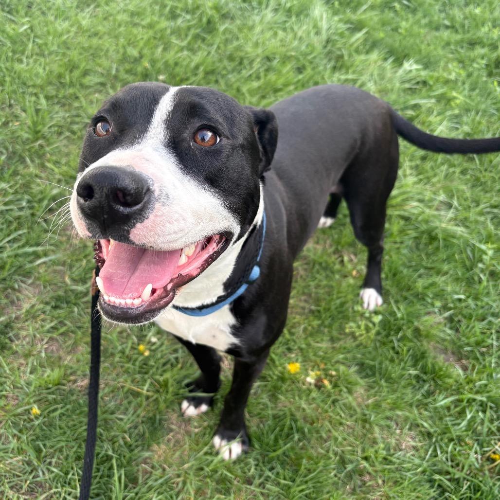 Enlarge Dr. Santos, a Adoptable mixed breed in St Joseph, MO image 3/5