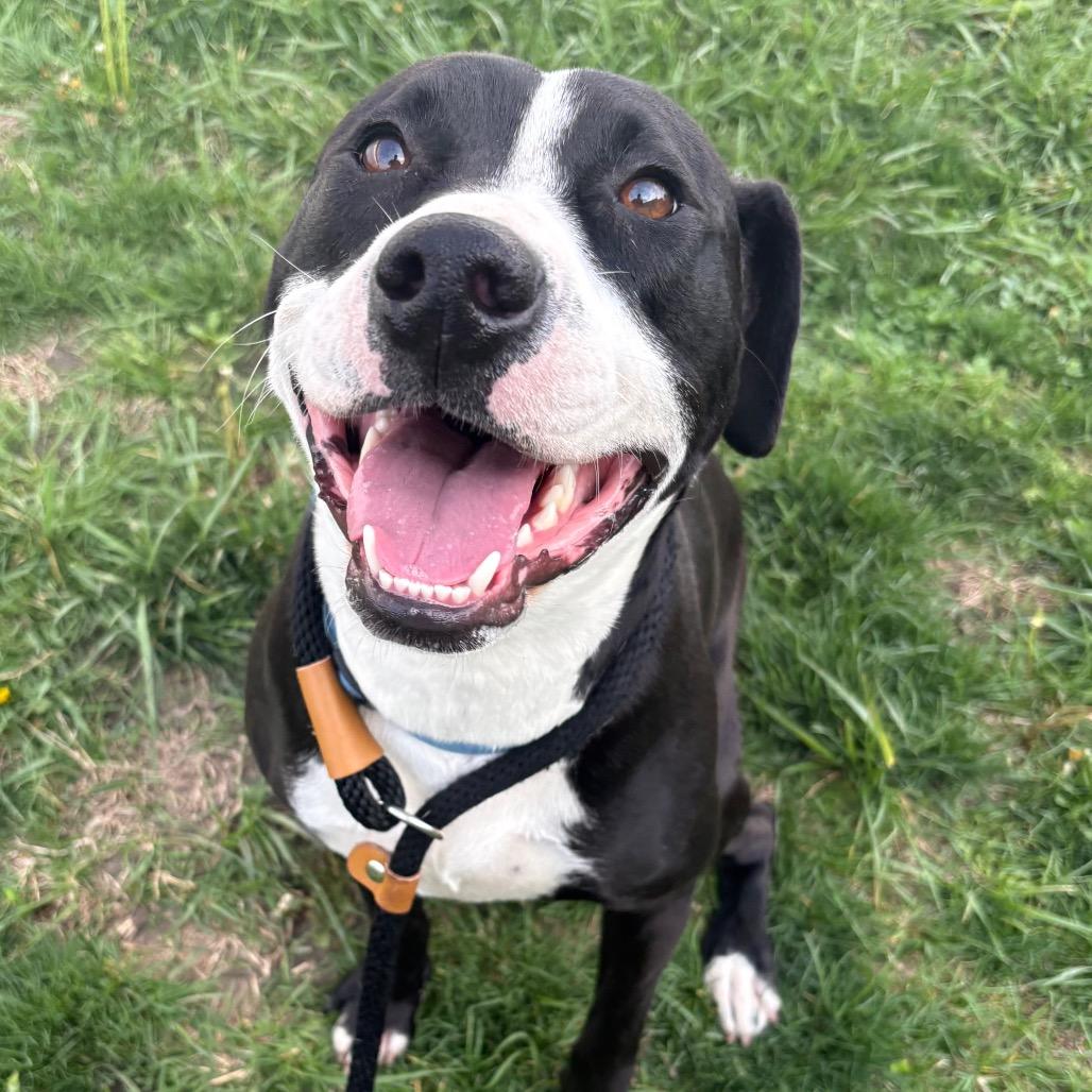 Enlarge Dr. Santos, a Adoptable mixed breed in St Joseph, MO image 4/5