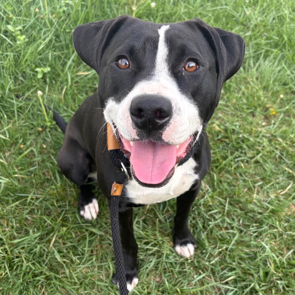 Enlarge Dr. Santos, a Adoptable mixed breed in St Joseph, MO image 5/5