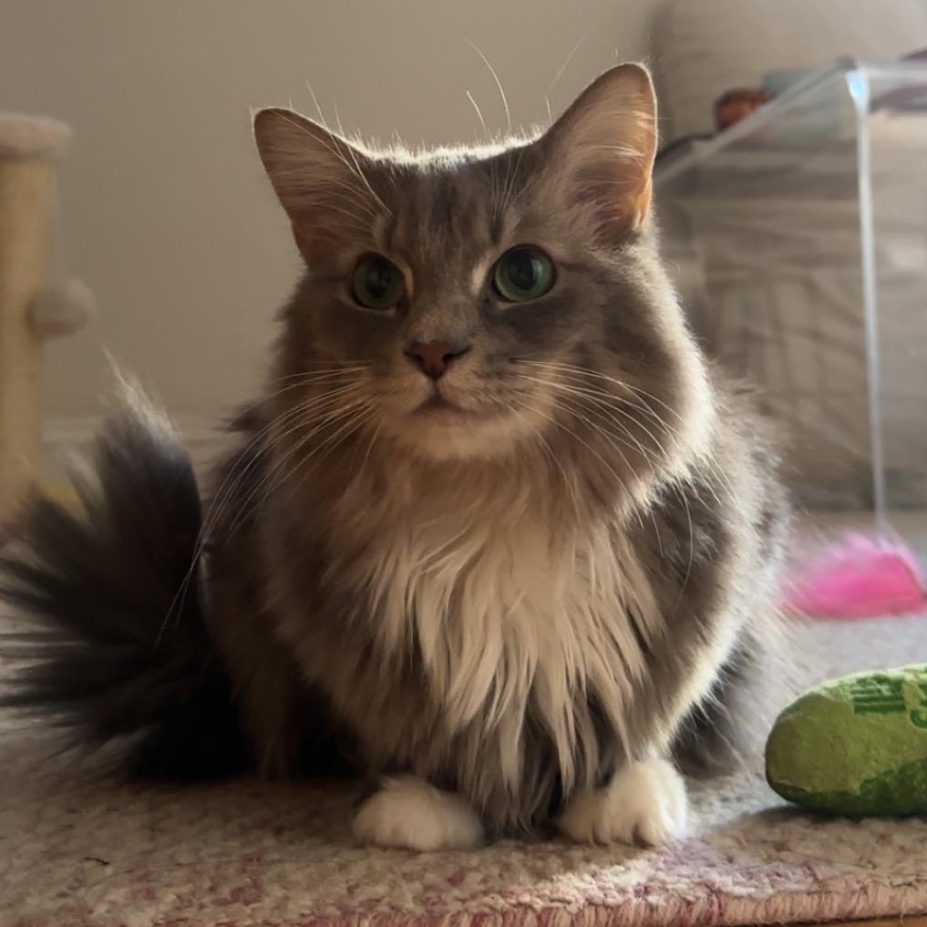 Enlarge Snuggle Muffin -Lap Lover, a ADOPTABLE mixed breed in Arlington, VA image 2/6