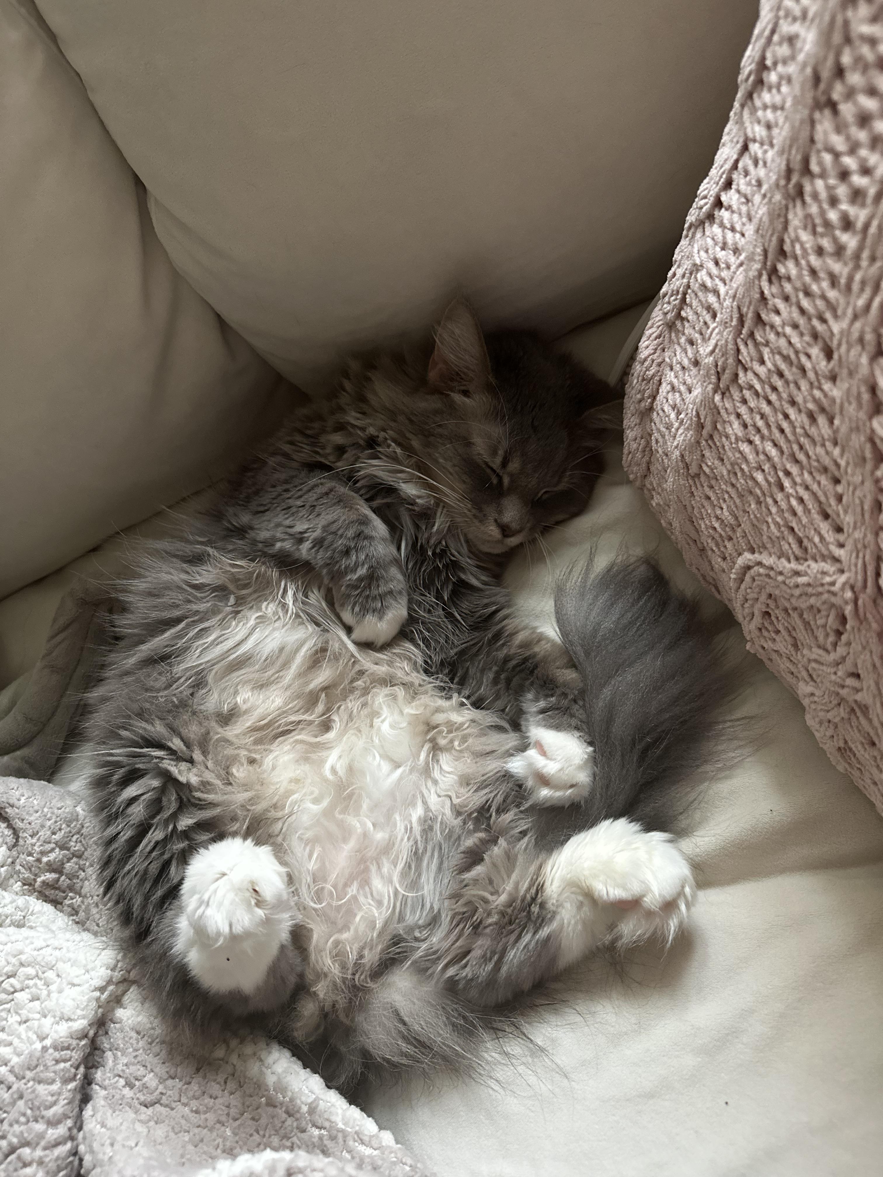Enlarge Snuggle Muffin -Lap Lover, a ADOPTABLE mixed breed in Arlington, VA image 6/6