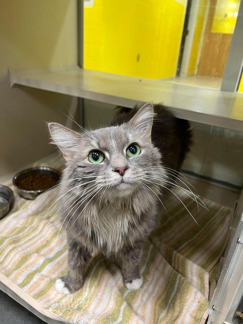 Enlarge Snuggle Muffin -Lap Lover, a ADOPTABLE mixed breed in Arlington, VA image 3/6