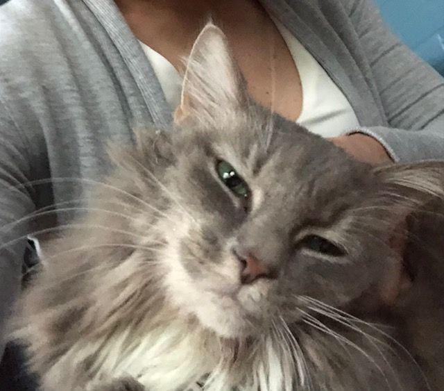 Enlarge Snuggle Muffin -Lap Lover, a ADOPTABLE mixed breed in Arlington, VA image 4/6