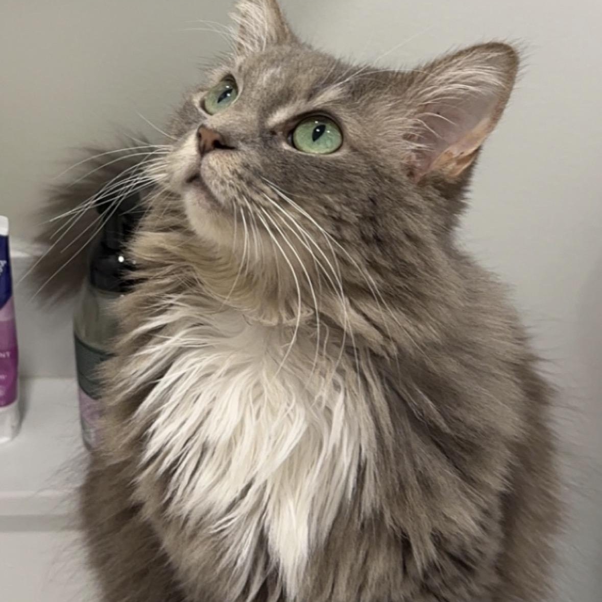 Enlarge Snuggle Muffin -Lap Lover, a ADOPTABLE mixed breed in Arlington, VA image 1/6