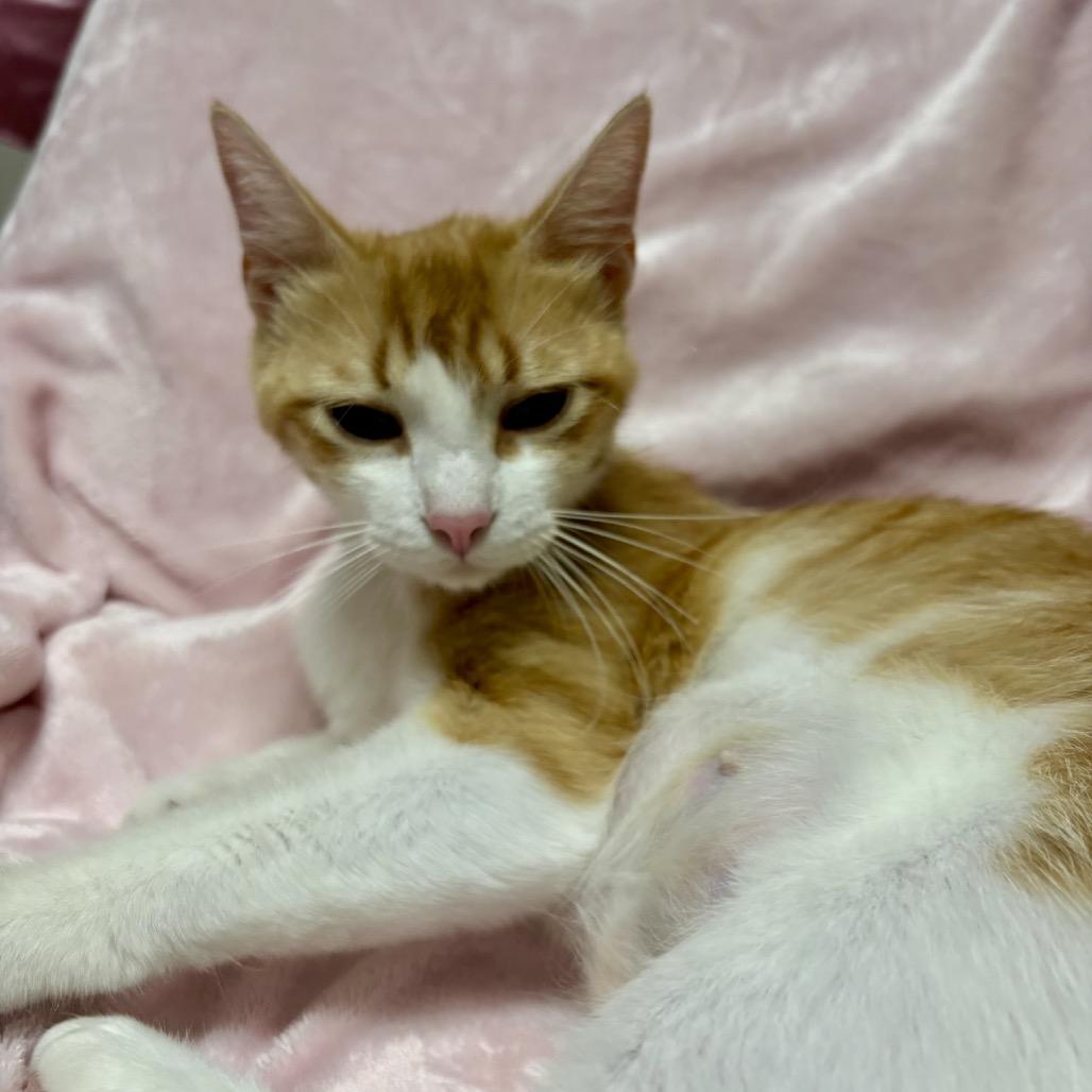 Sahara, Adoptable, Young Female Domestic Short Hair & Domestic Short Hair.