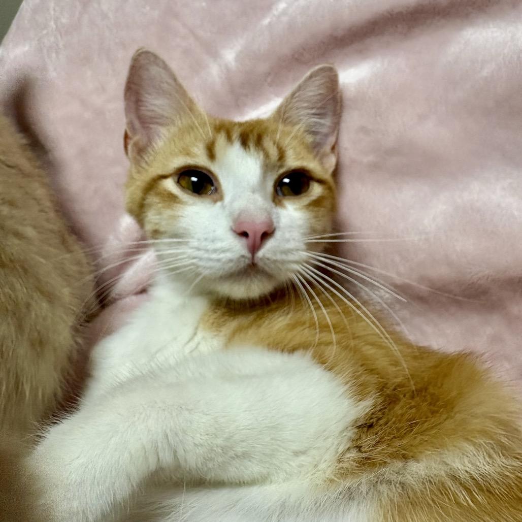 Sahara, a Adoptable mixed breed in Fort Collins, CO image 2/4