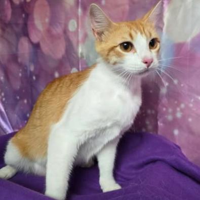 Sahara, a Adoptable mixed breed in Fort Collins, CO image 4/4