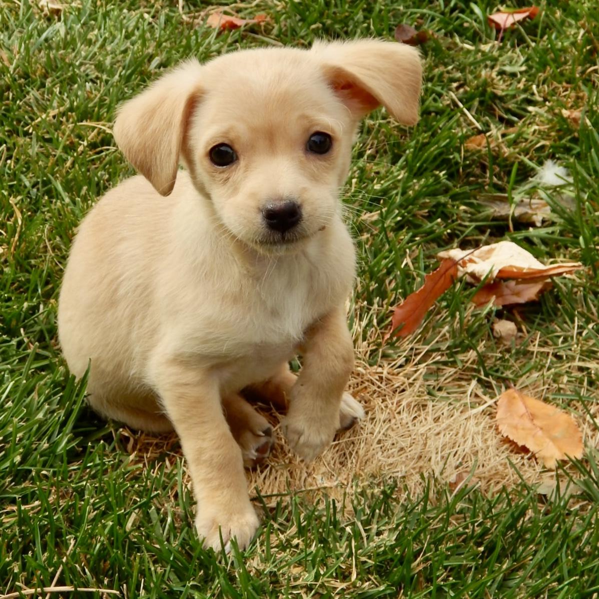 Carson, a Adoptable mixed breed in Mead, CO image 1/4