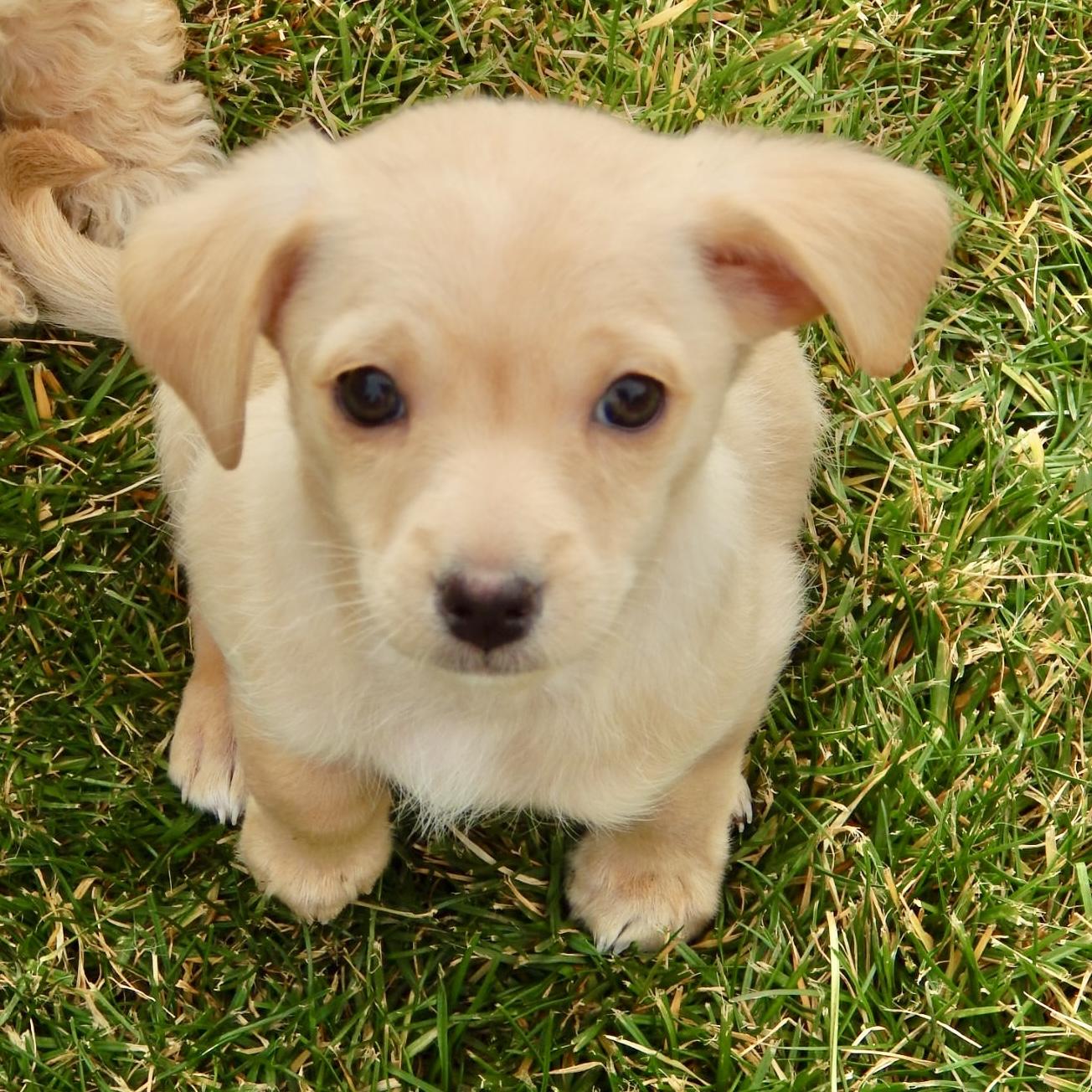 Carson, a Adoptable mixed breed in Mead, CO image 3/4