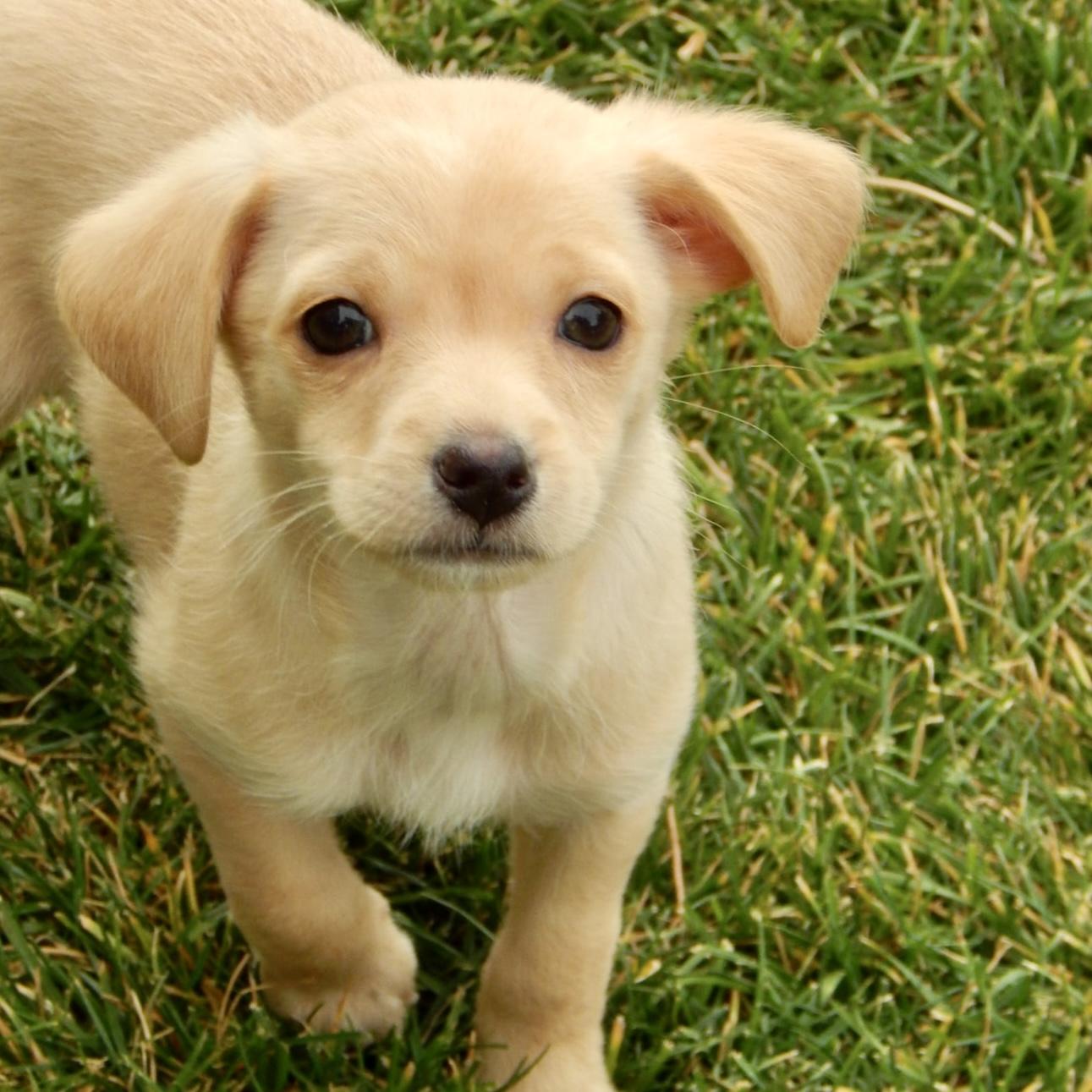 Carson, a Adoptable mixed breed in Mead, CO image 4/4