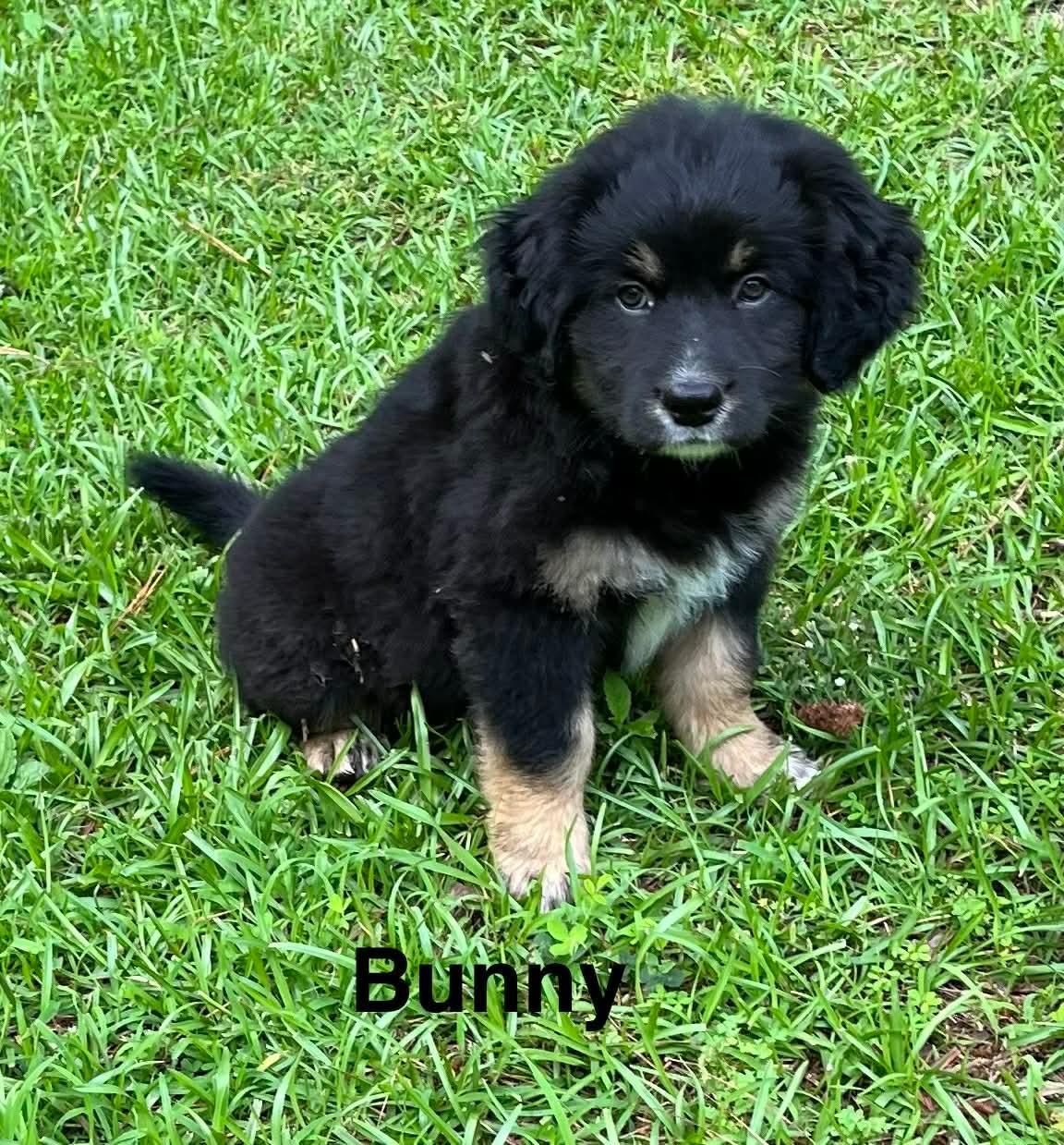 Enlarge Bunny, a ADOPTABLE mixed breed in Stockbridge, GA image 1/3