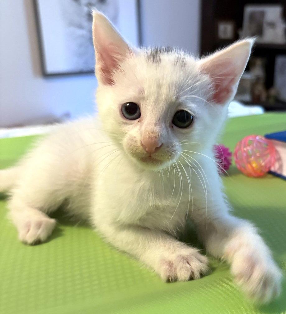 Augustus, Adopted, Kitten Male Domestic Short Hair.