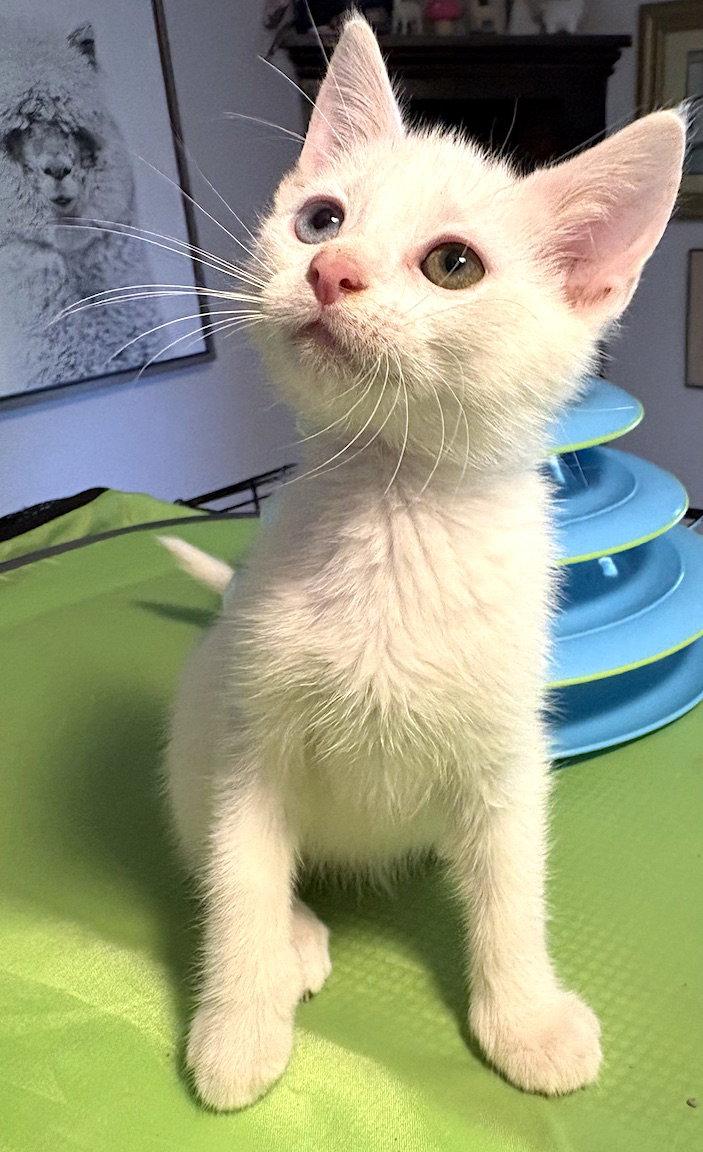 Enlarge Augustus, a Adopted Domestic Short Hair in Albemarle, NC image 2/3
